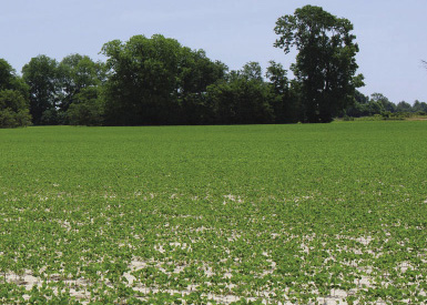 A field of crops sprayed with herbicides.