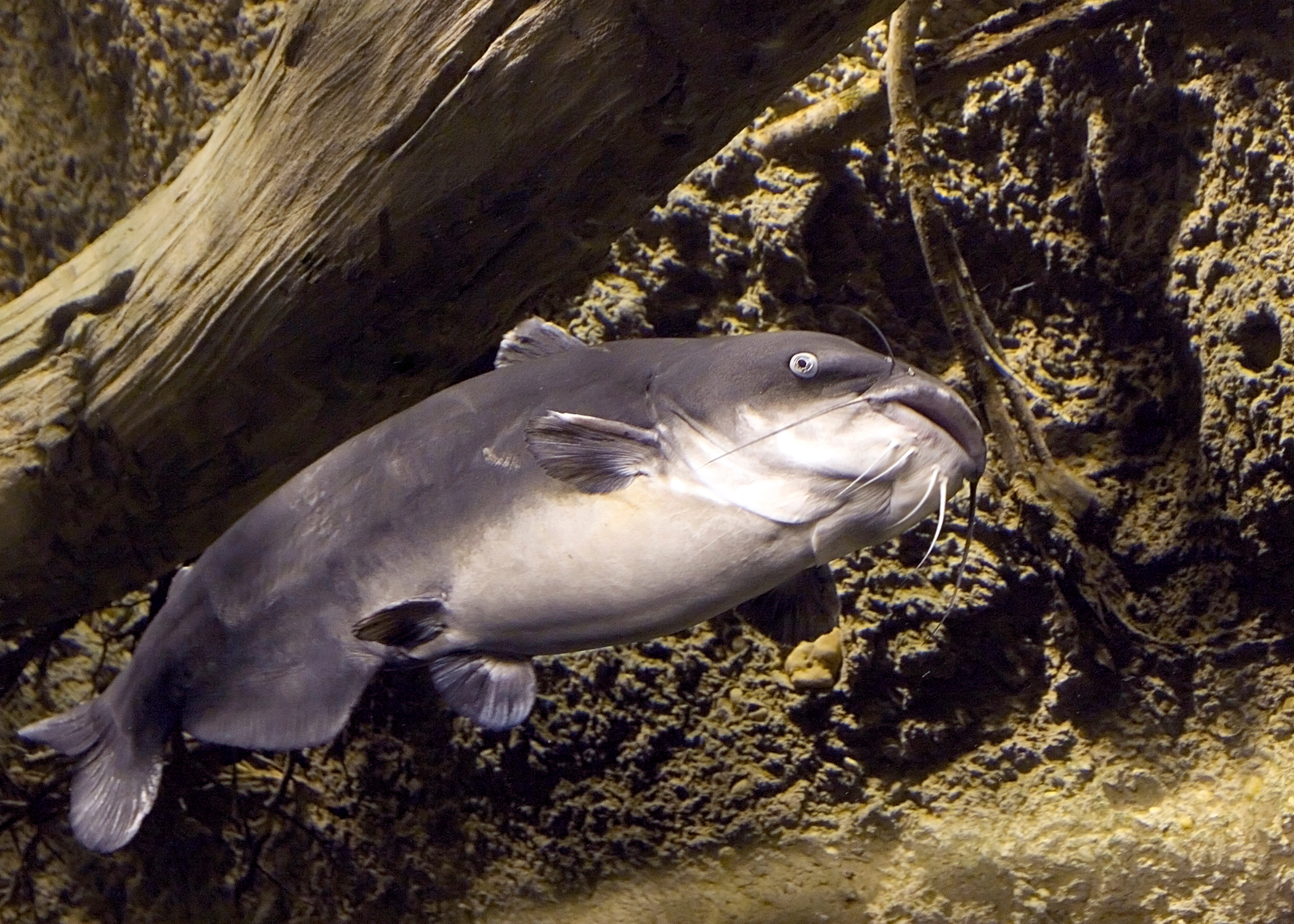 Blue Catfish