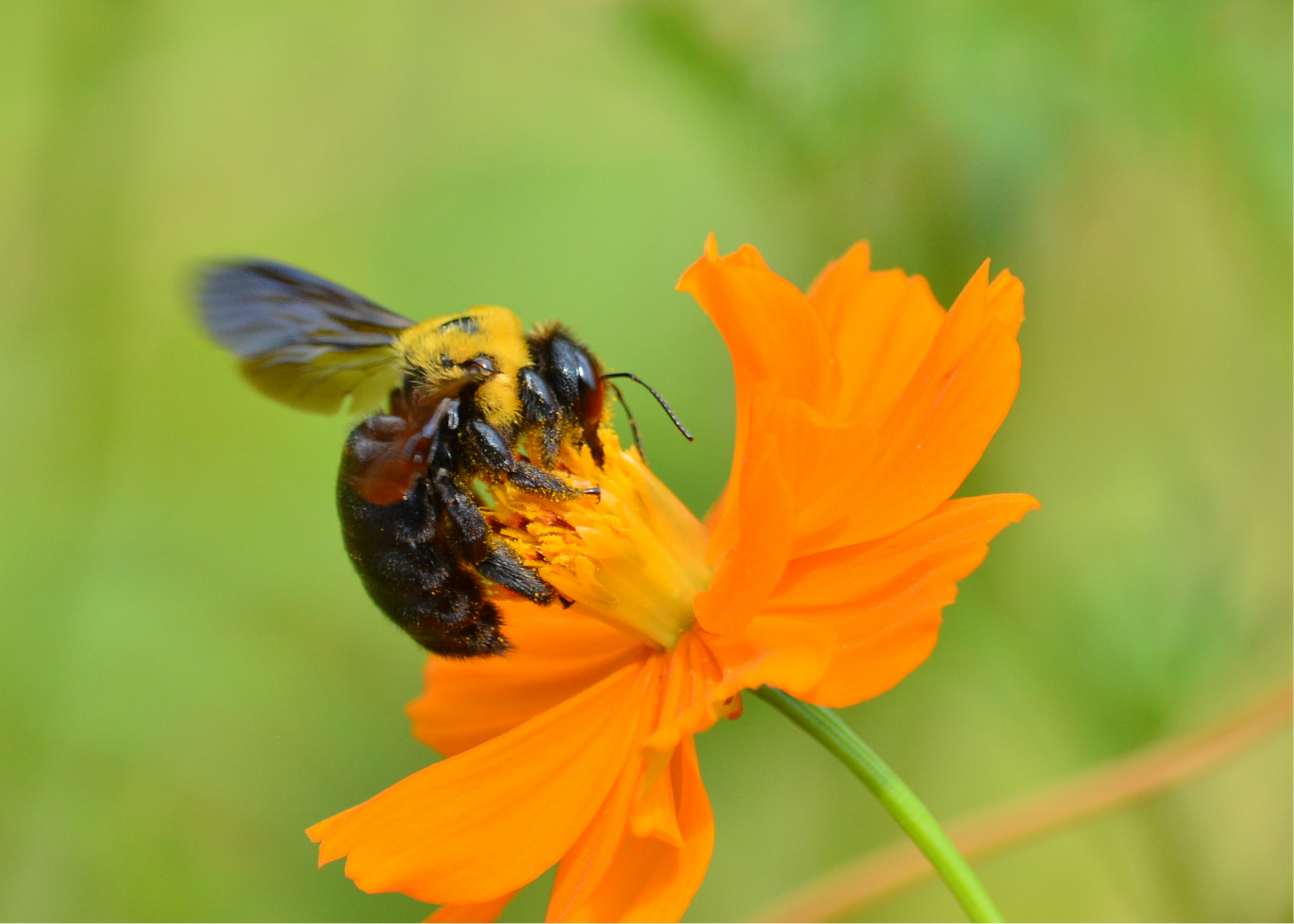 Carpenter bee on flower.