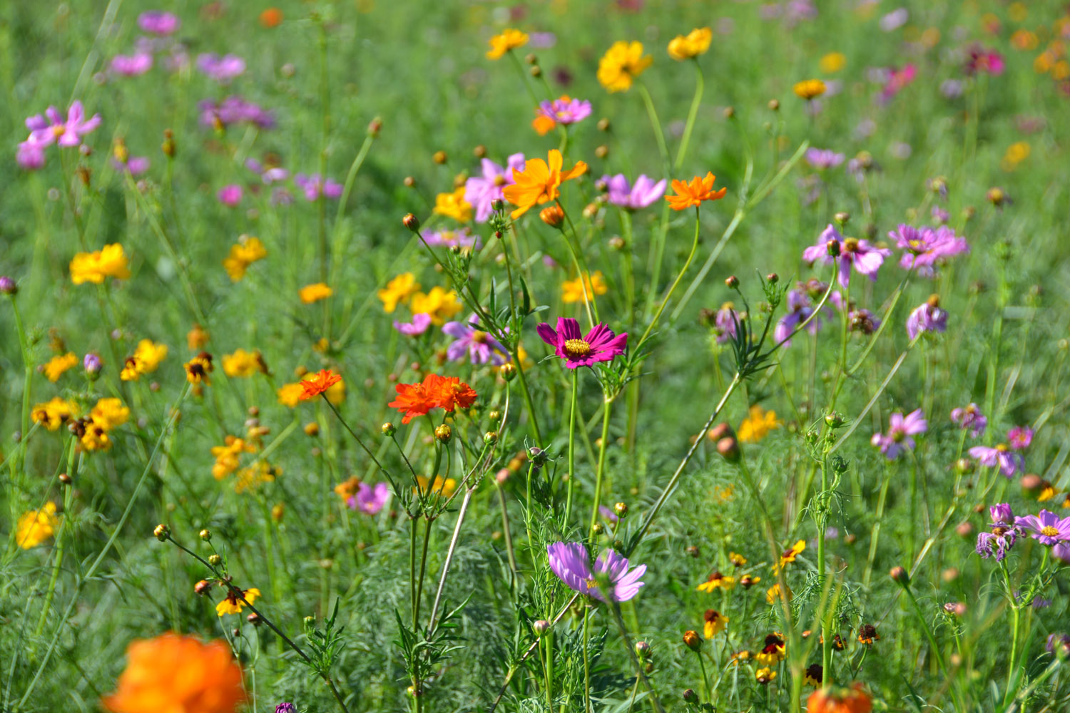 Flowers in a green field include orange, yellow and pink blooms.