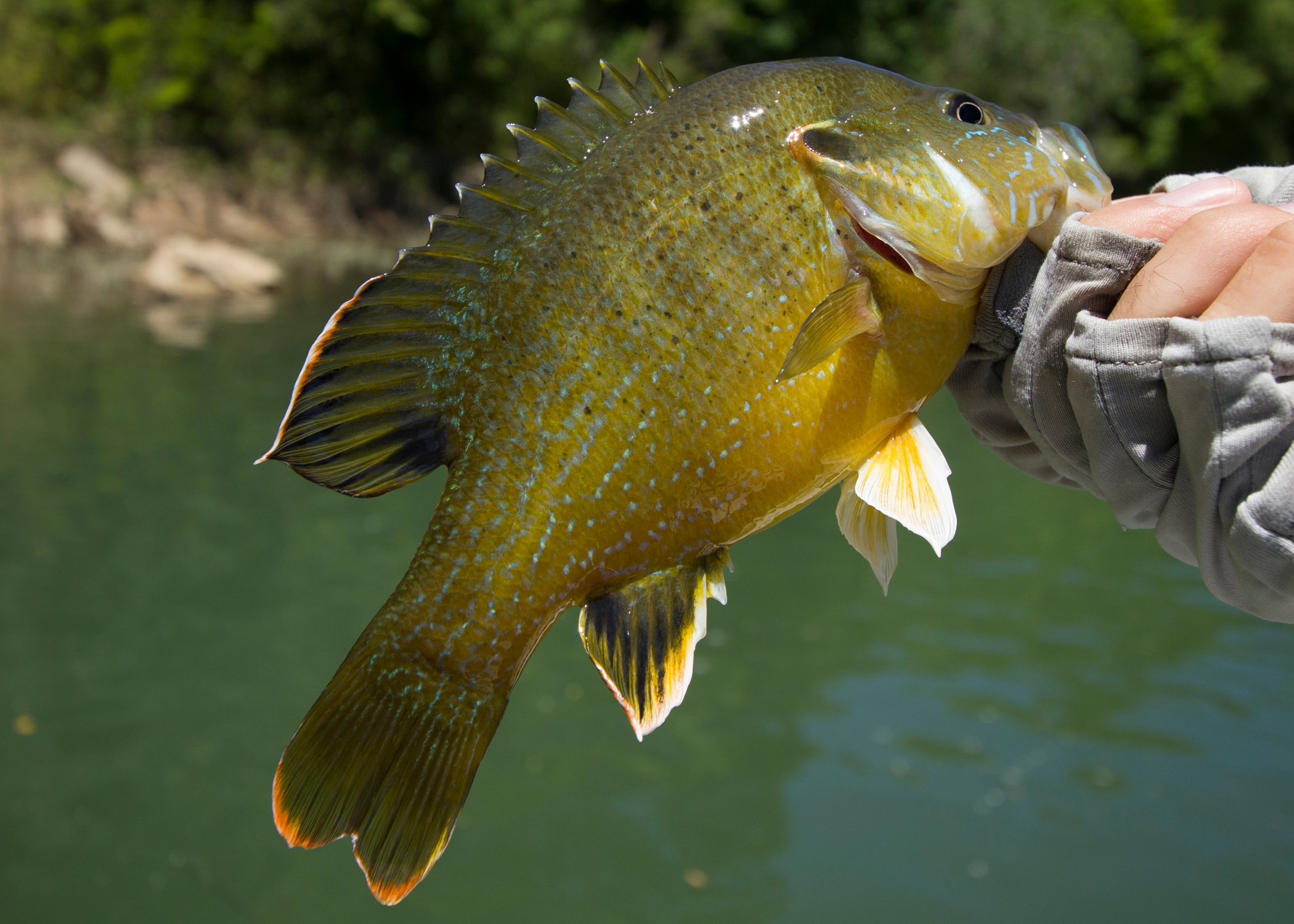 Green Sunfish