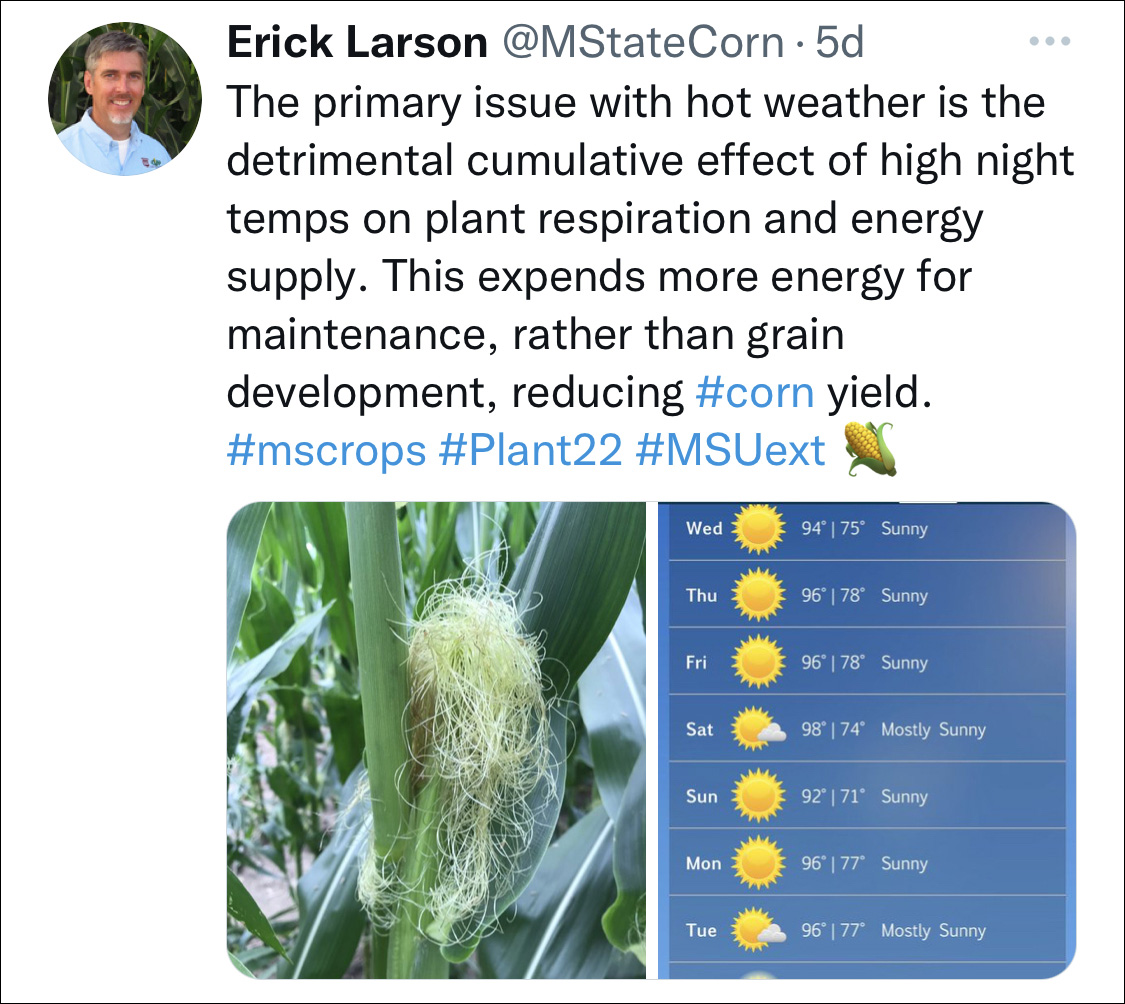 A Twitter post from @MStateCorn showing the effects of hot weather on corn.