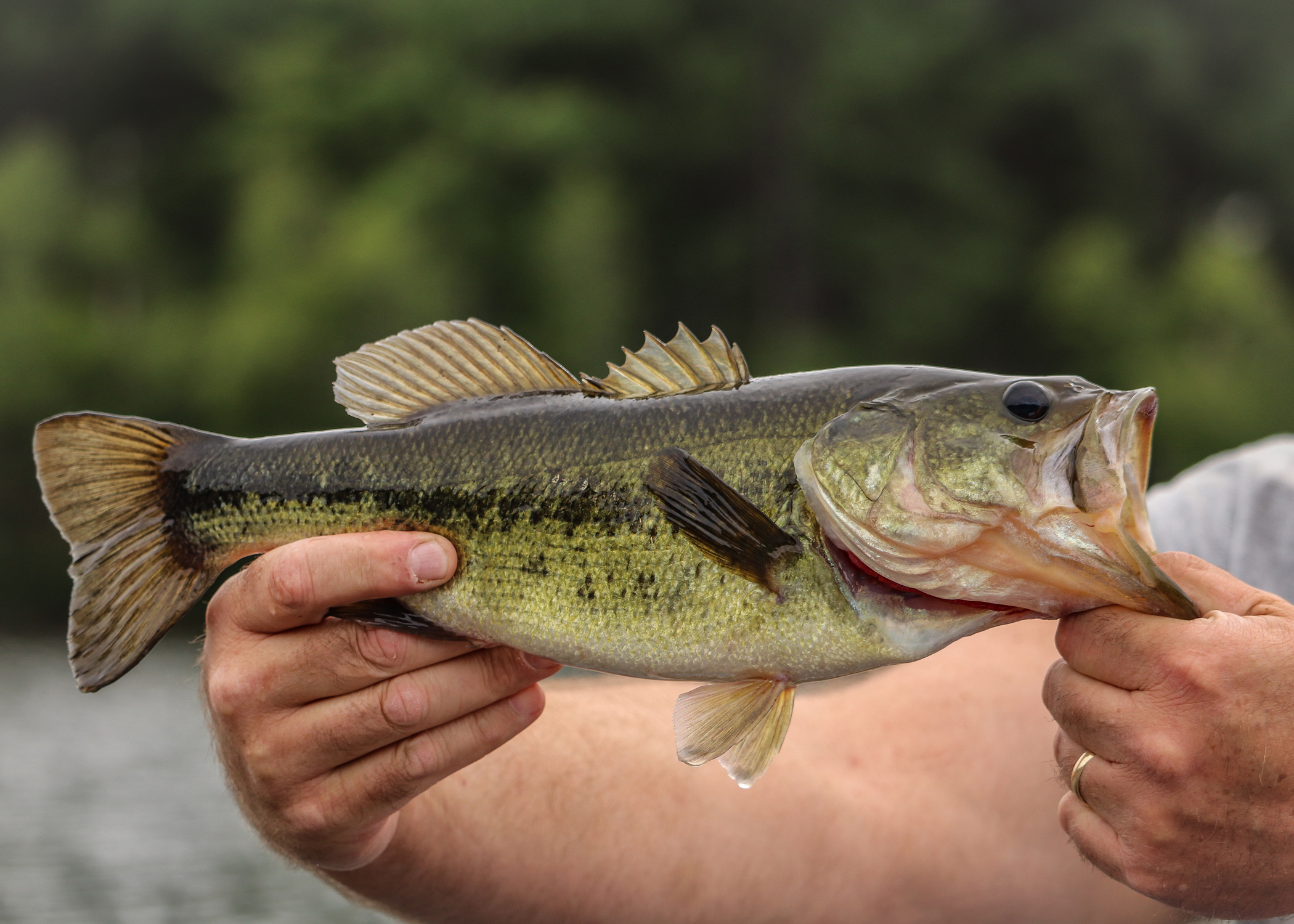 Largemouth Bass