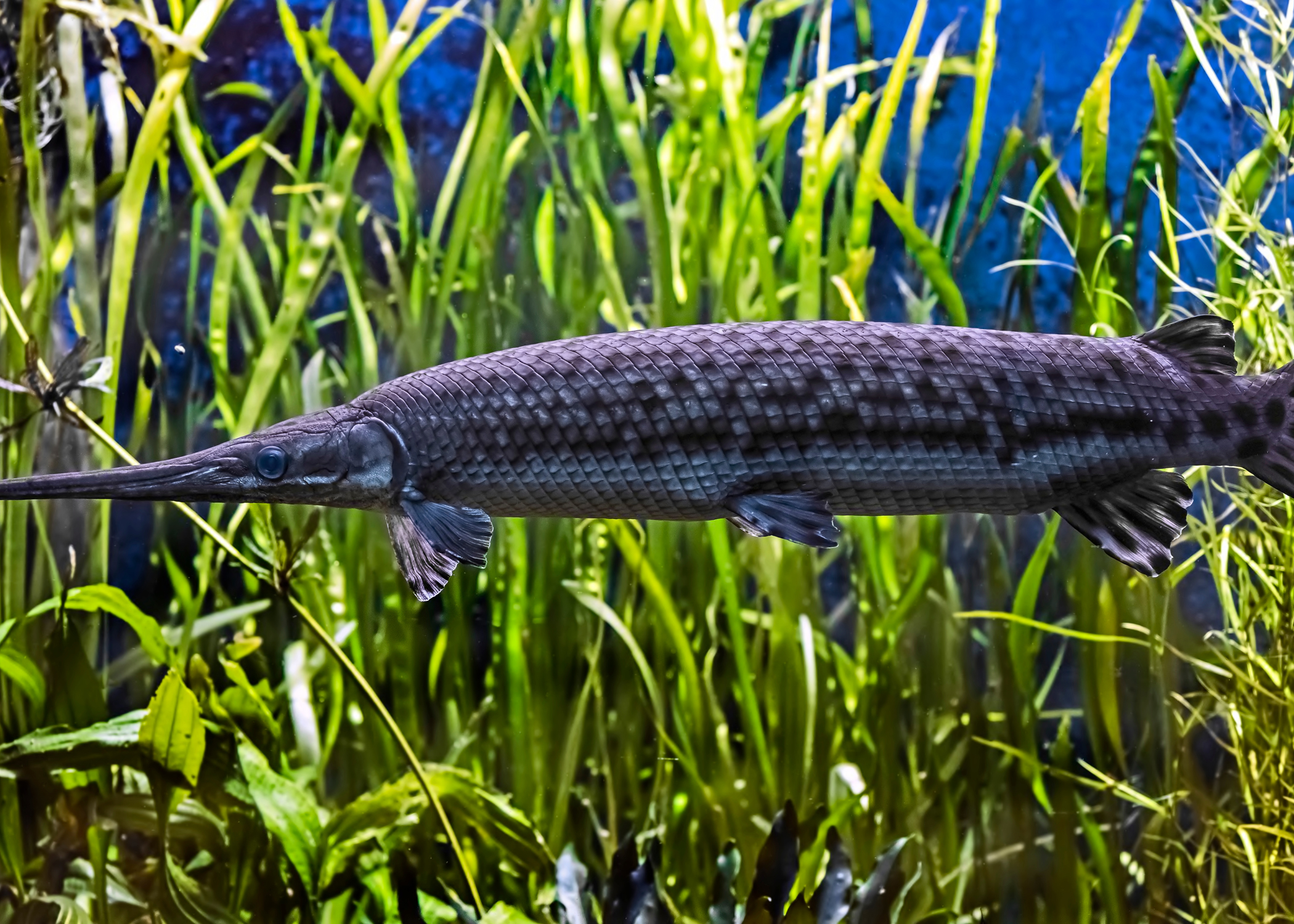 Longnose Gar