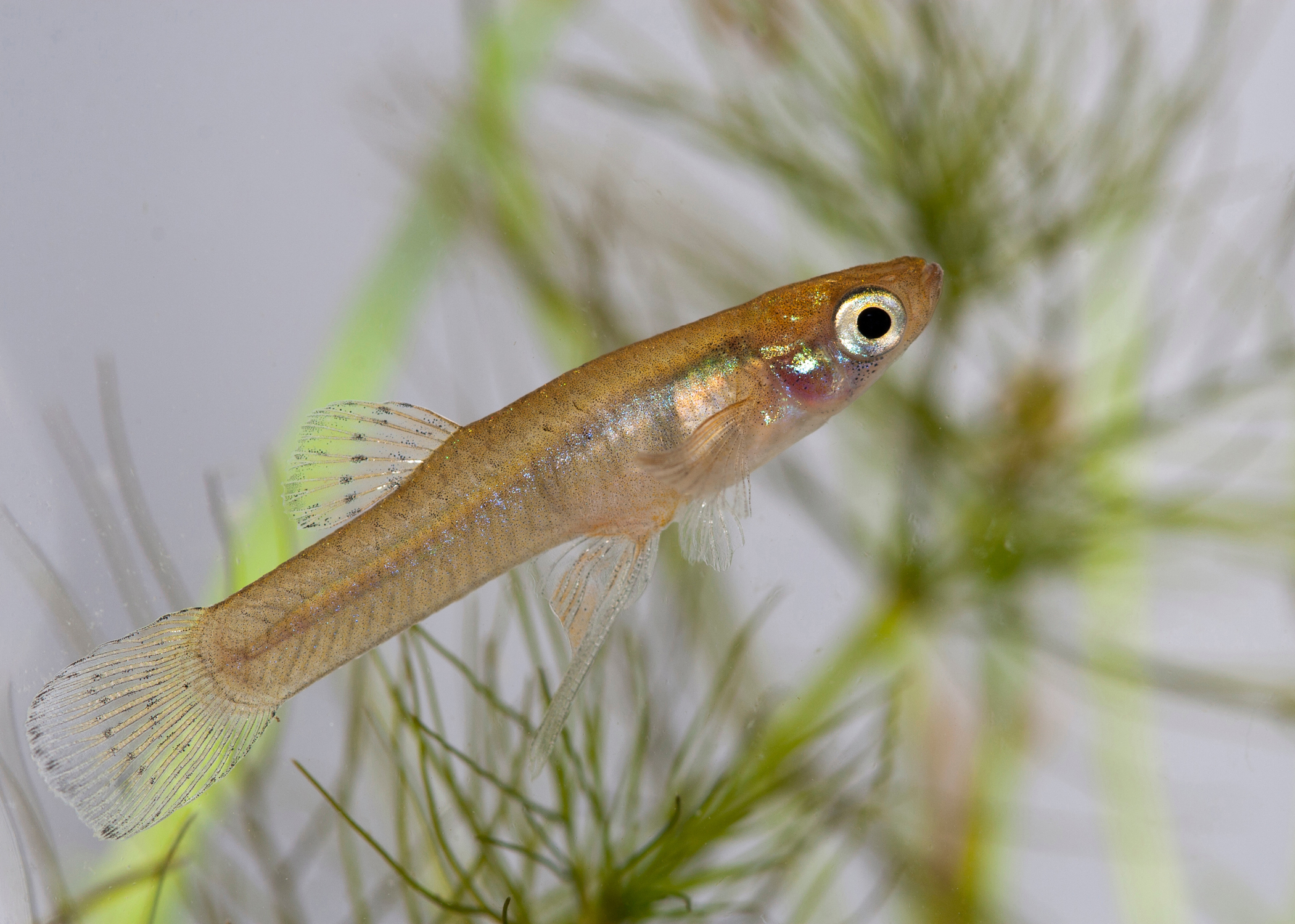 Mosquitofish