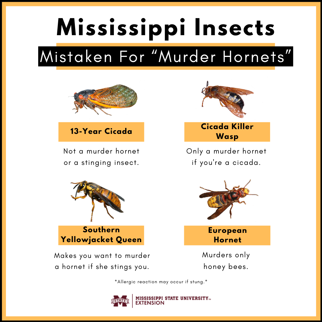 Mississippi Insects Mistaken for "Murder Hornets" 13-Year Cicada - Not a murder hornet or a stinging insect. Cicada Killer Wasp - Only a murder hornet if you're a cicada. Southern Yellowjacket queen - Makes you want to murder a hornet if she stings you. European Hornet - murders only honeybees.