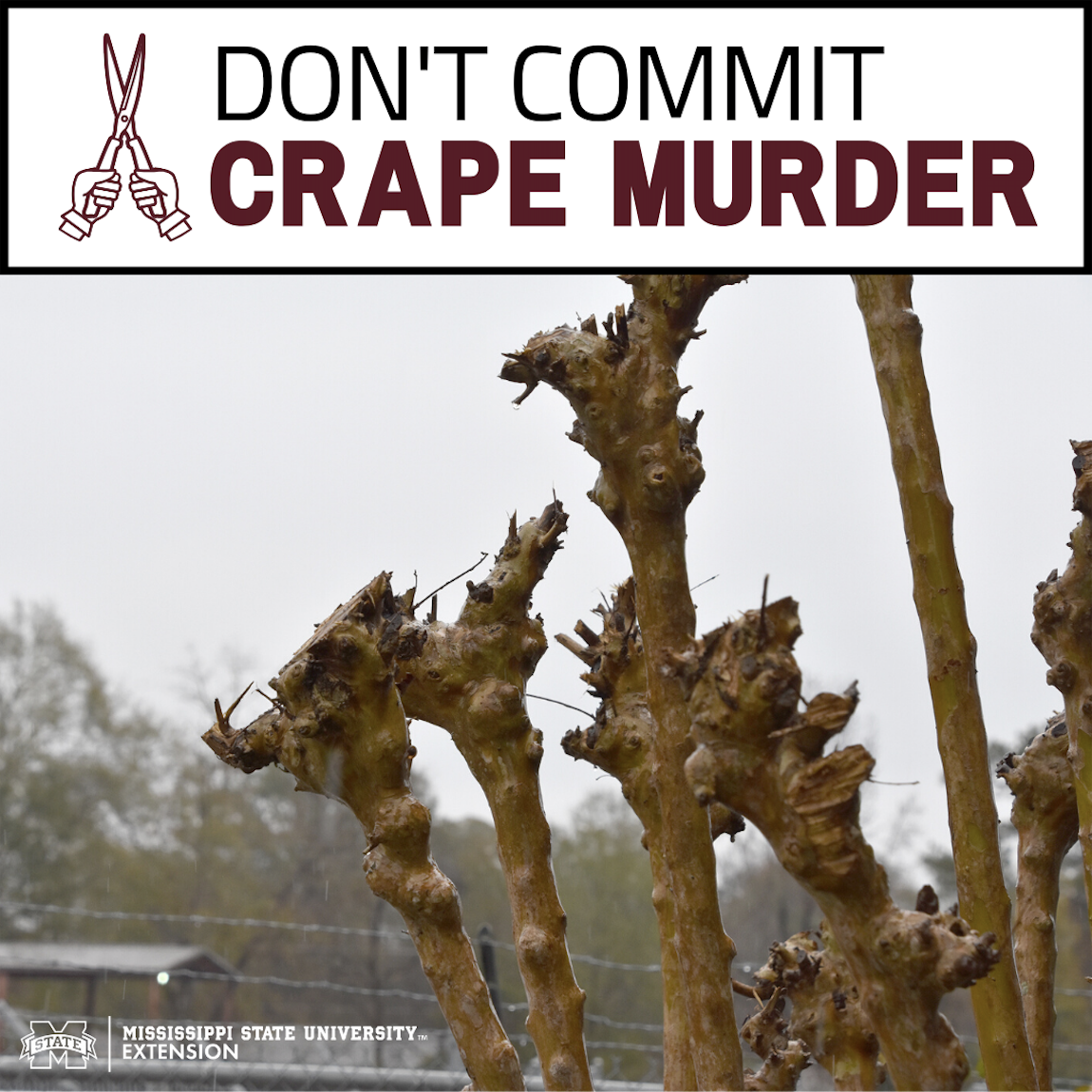 Don't Commit Crape Murder infographic.