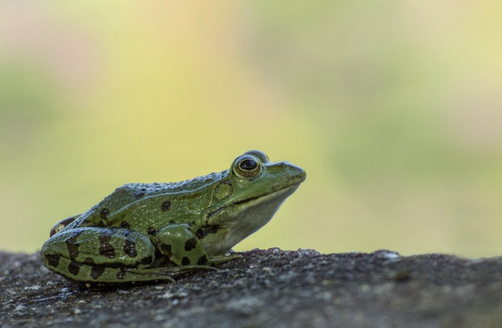 Green Frog