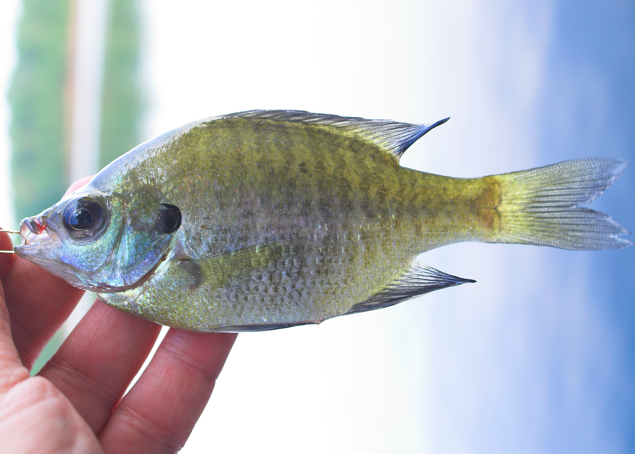 White Crappie