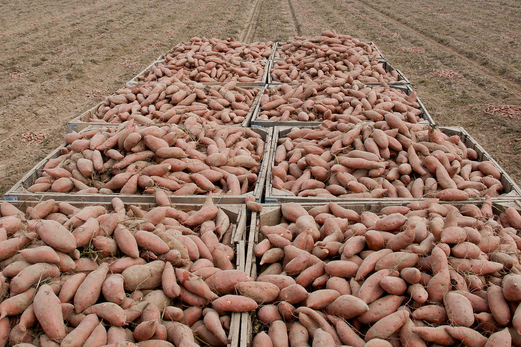 A bin of sweet potatoes sitting in a field harvested from Edmonson Farm in Vardaman, MS