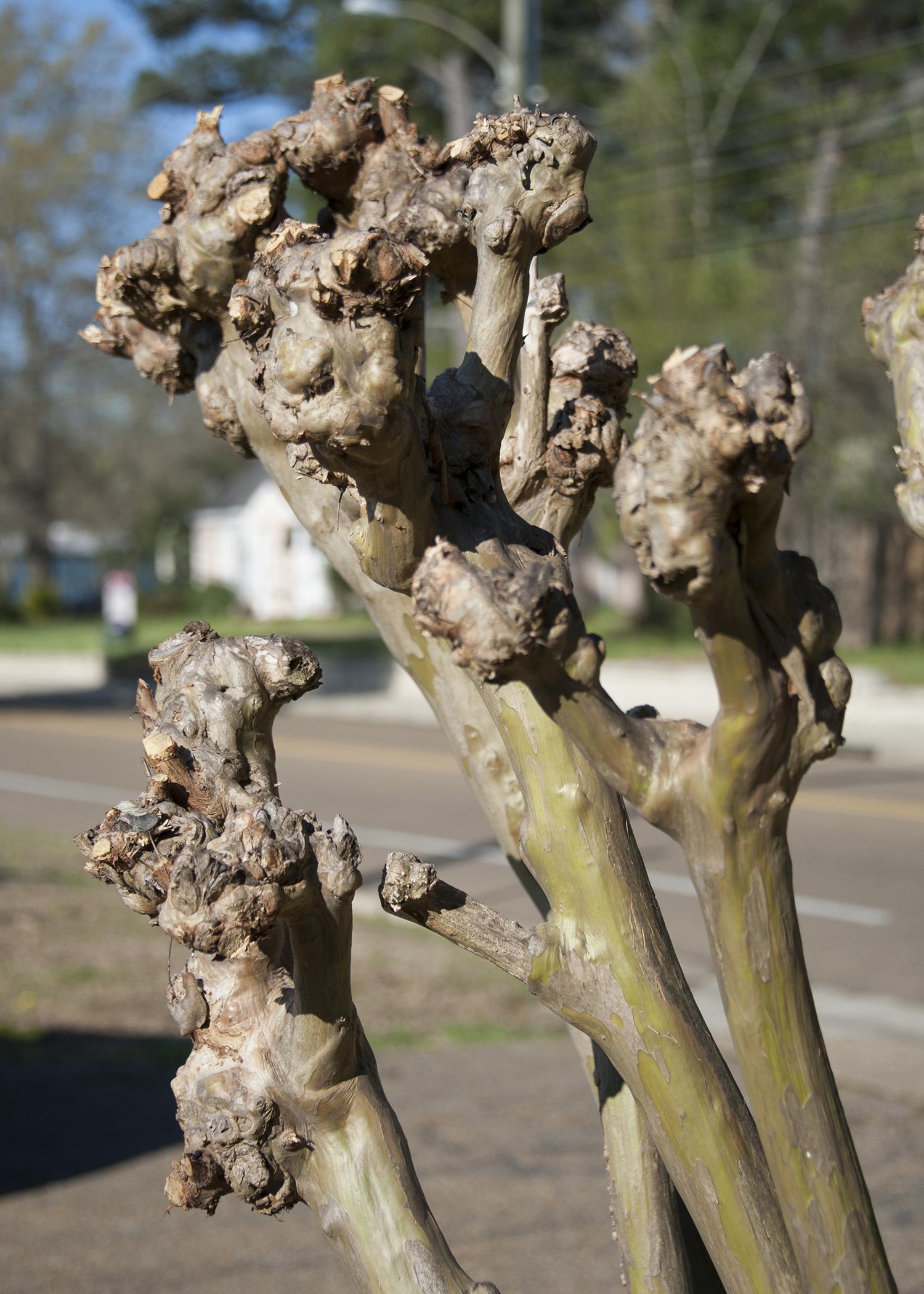 A severely pruned crape myrtle displays large knobs instead of smooth branches. 
