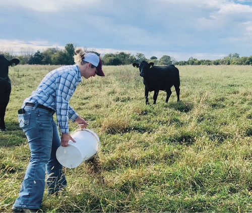 Employee feeding calves minerals in the field. 