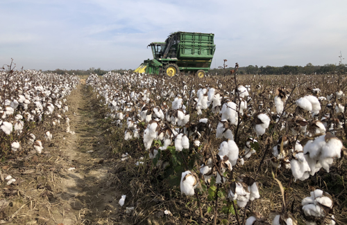 A tractor harvesting cotton.