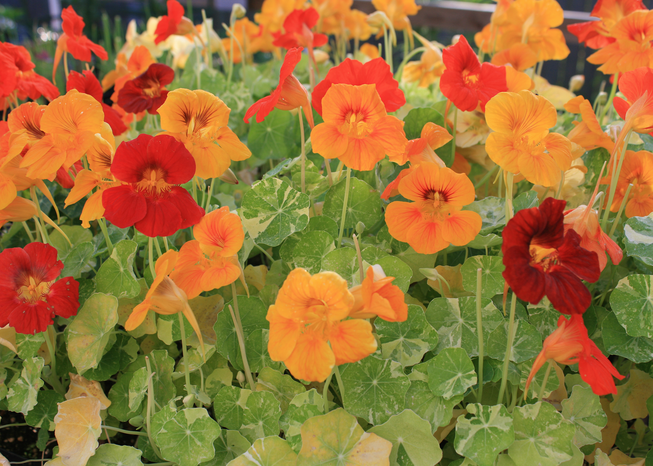 Nasturtiums are heirloom flowers that are colorful and easy to grow. Their color variety, such as seen in these Nasturtium Alaska selections, can rival any new offerings in garden centers this spring. (Photo by MSU Extension/Gary Bachman)