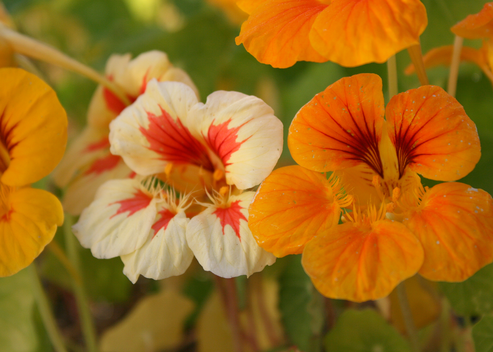 Nasturtiums such as this mixed selection is an old-time flower that is easy to grow. Along with their beauty, nasturtiums are versatile, require very little attention and are edible, the trifecta of flower characteristics. (Photo by MSU Extension/Gary Bachman)