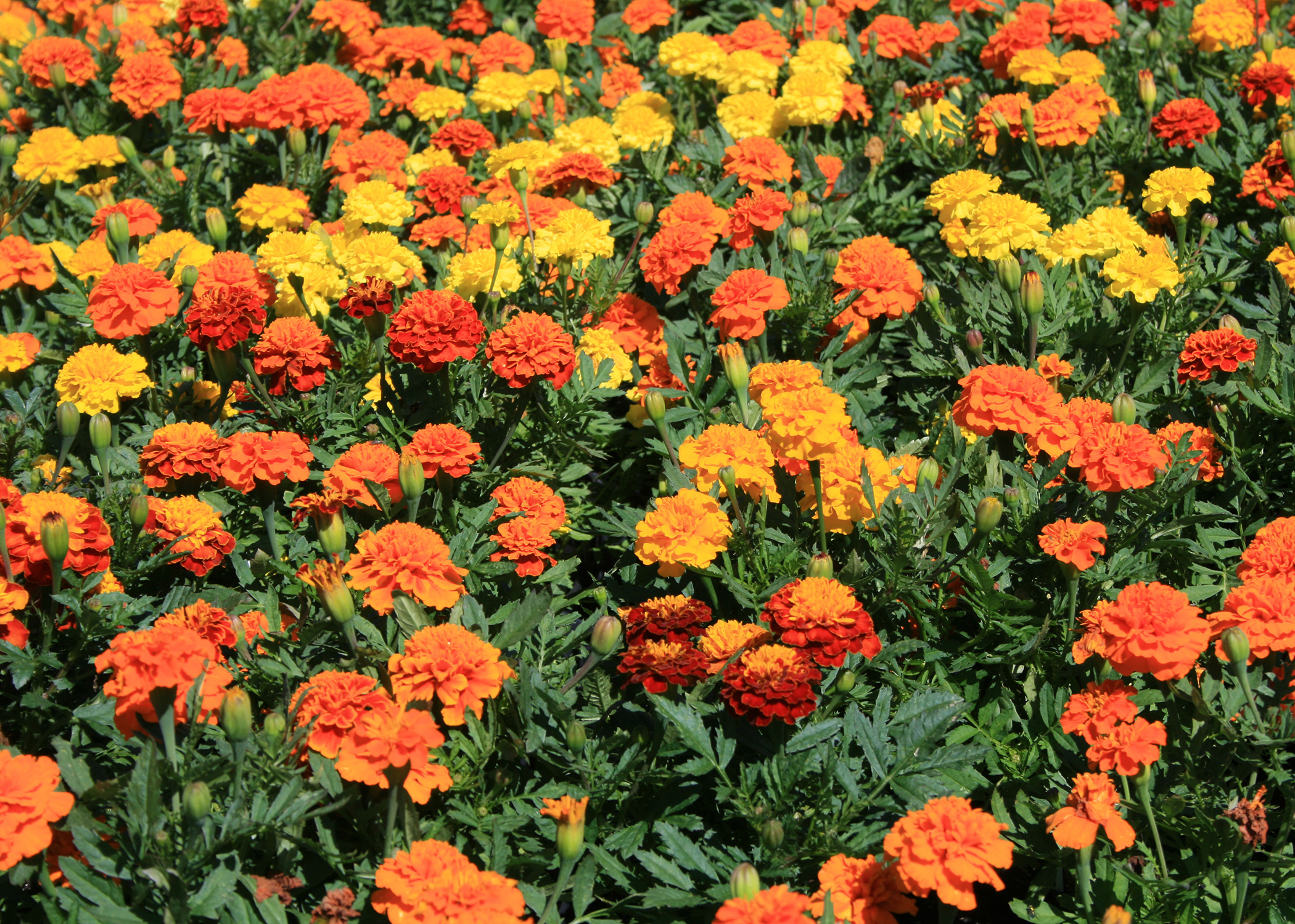 Also called the African marigold, various series of the American marigold can range from 15 inches to 3 feet in height. (Photo by MSU Extension Service/Gary Bachman)