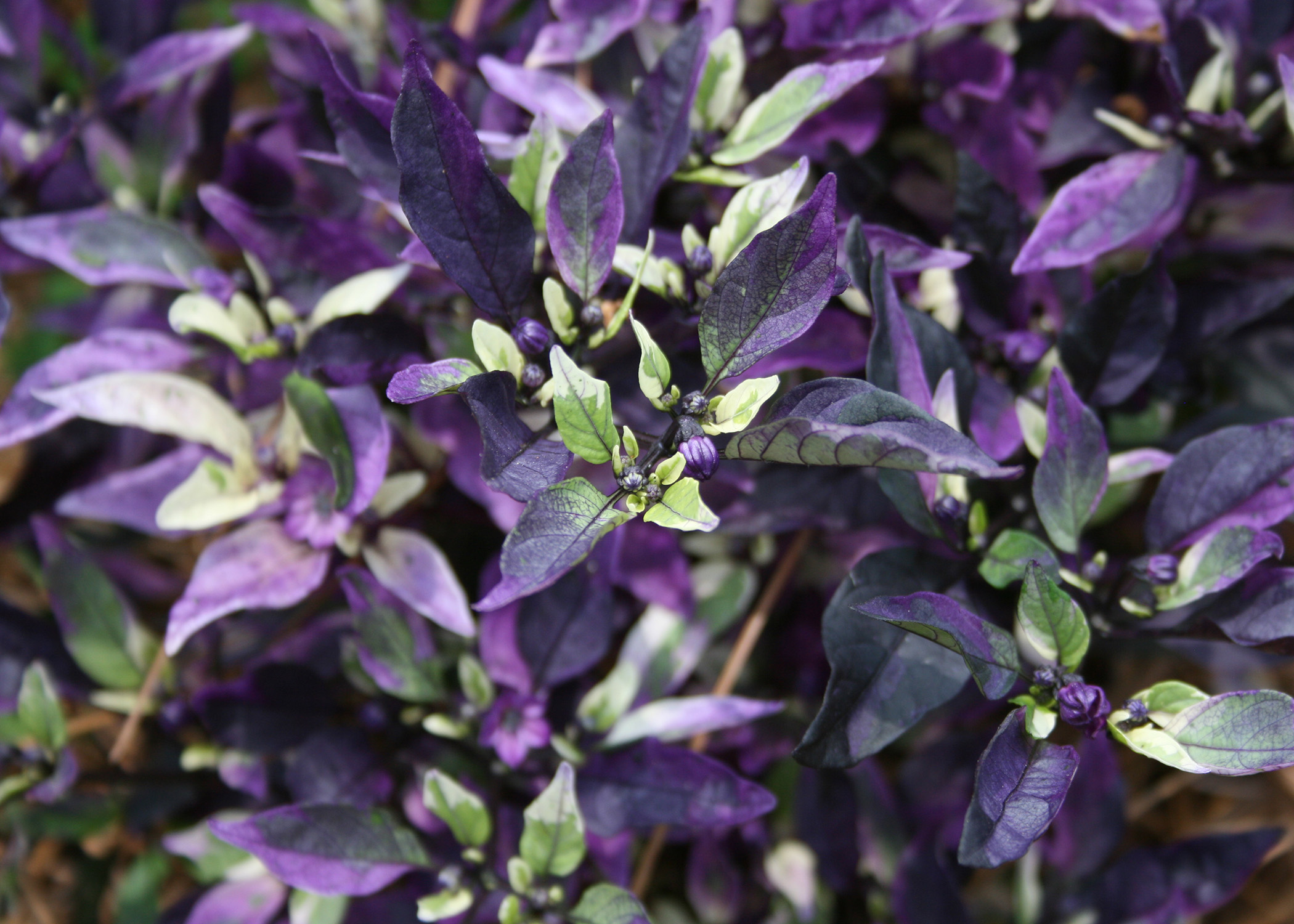 The fruit of the ornamental pepper Black Hawk is held high above the foliage for our viewing enjoyment. (Photo by MSU Extension/Gary Bachman)