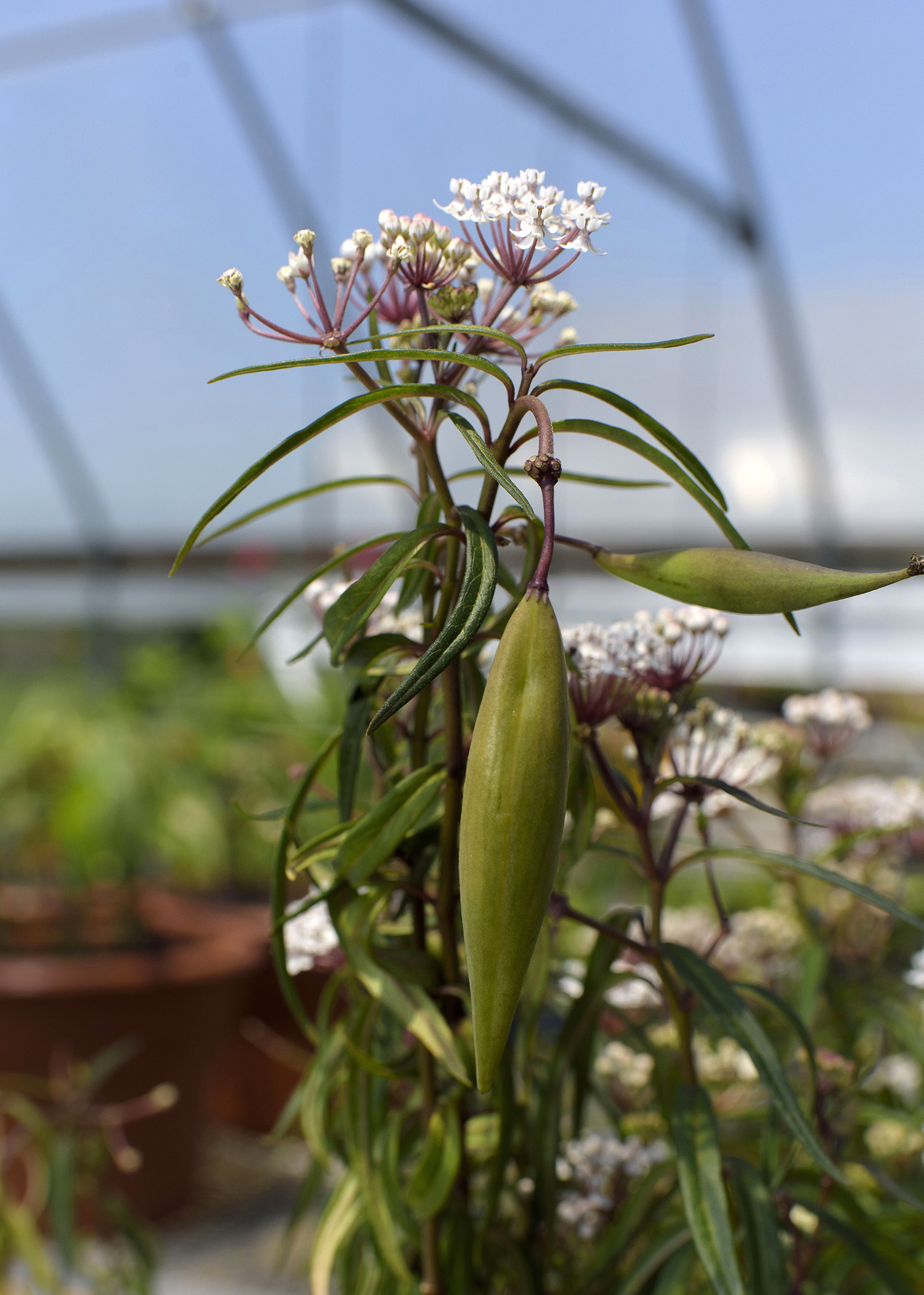 A close-up of an aquatic milkweed stem and pod.