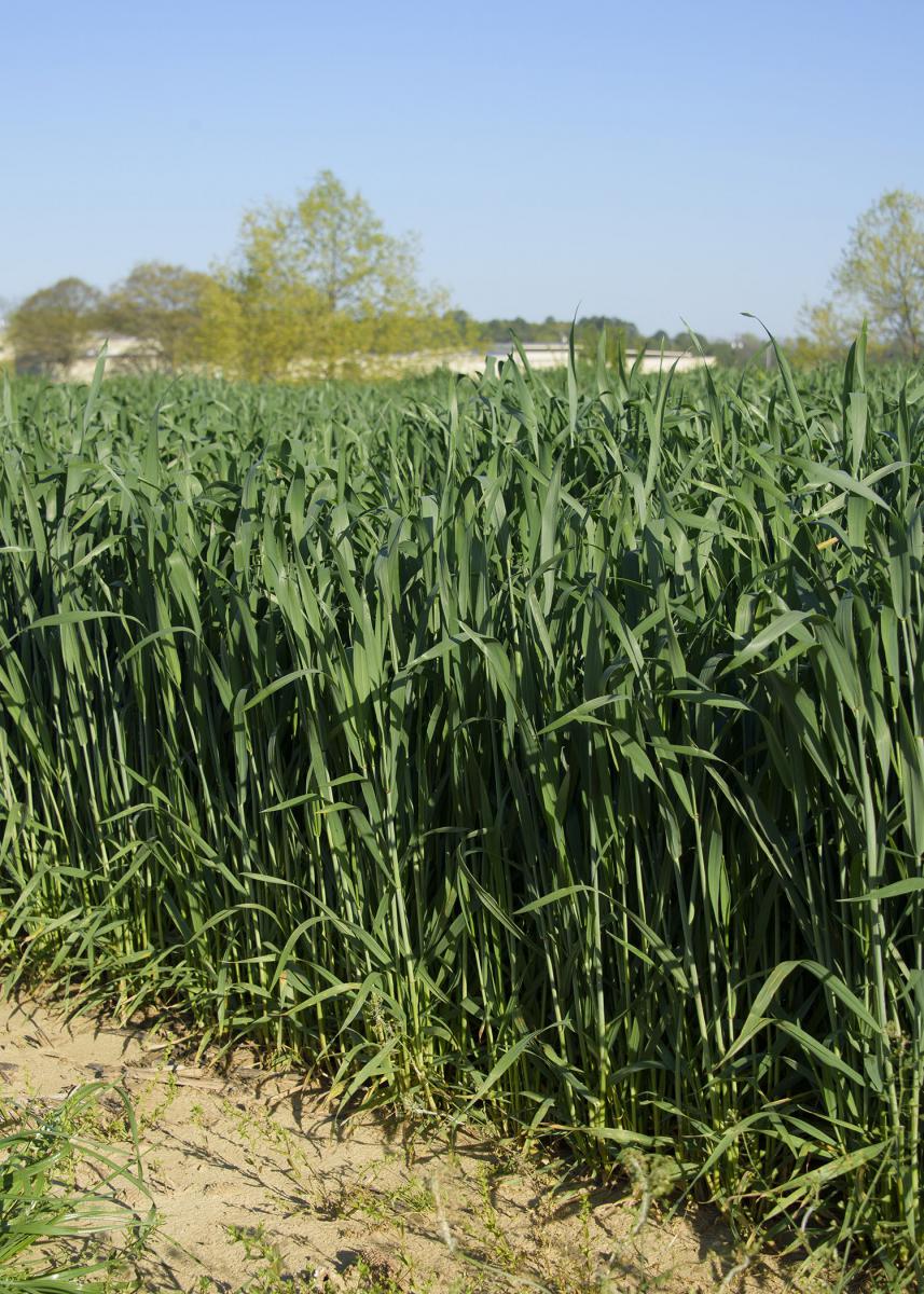 Wheat is shown growing in a R.R. Foil Plant Science Research Center test plot at Mississippi State University April 6, 2016. Due to poor planting conditions and a saturated market last fall, producers planted only 90,000 acres of the state’s winter crop, which is less than half of the 200,000-acre average. (Photo by MSU Extension Service/Kevin Hudson)