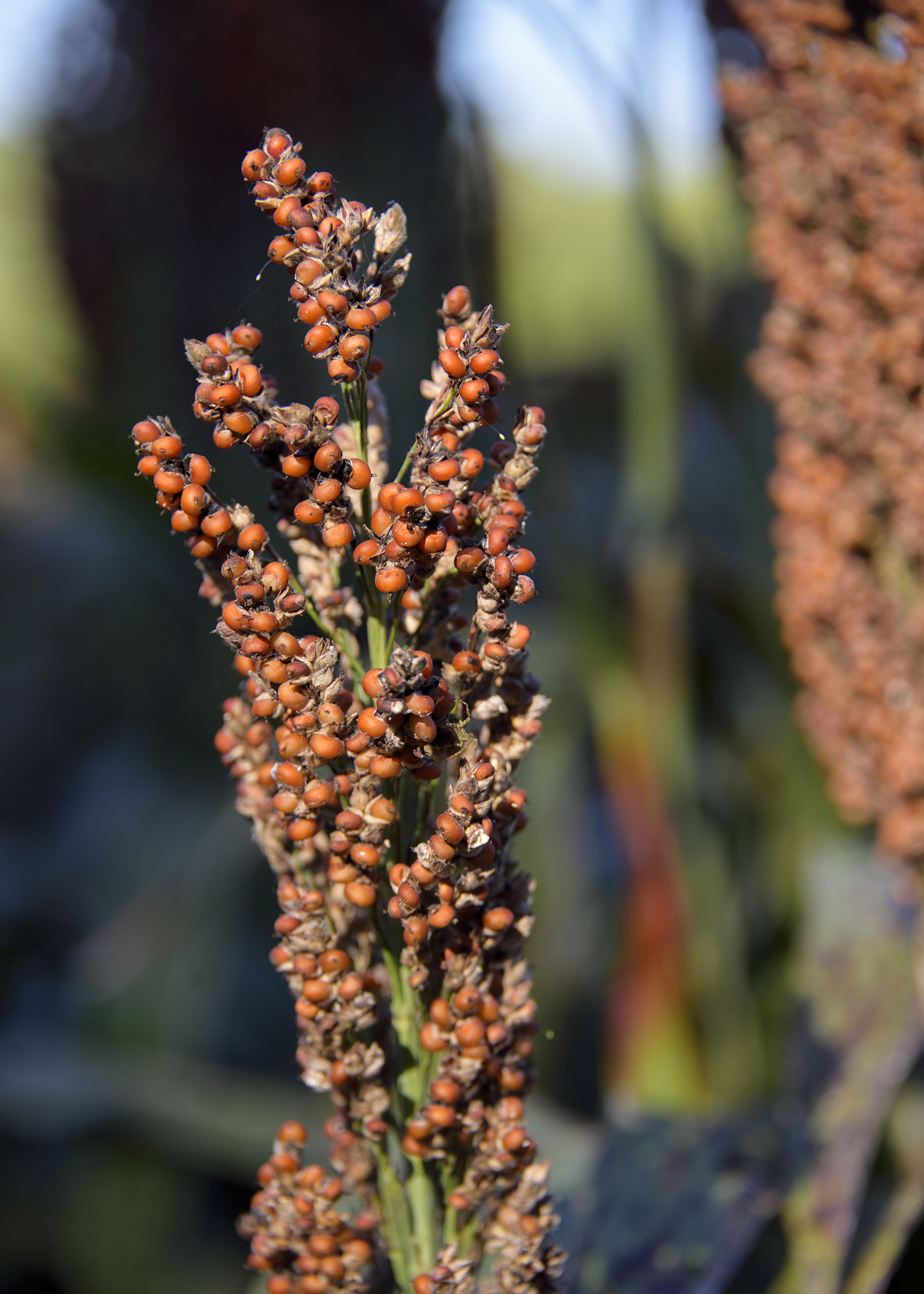 More than half of the state’s grain sorghum had been harvested by mid-September. This sorghum was awaiting harvest Sept. 15, 2016 at Mississippi State University’s R.R. Foil Plant Science Research Center in Starkville, Mississippi. (Photo by MSU Extension Service/Kevin Hudson)