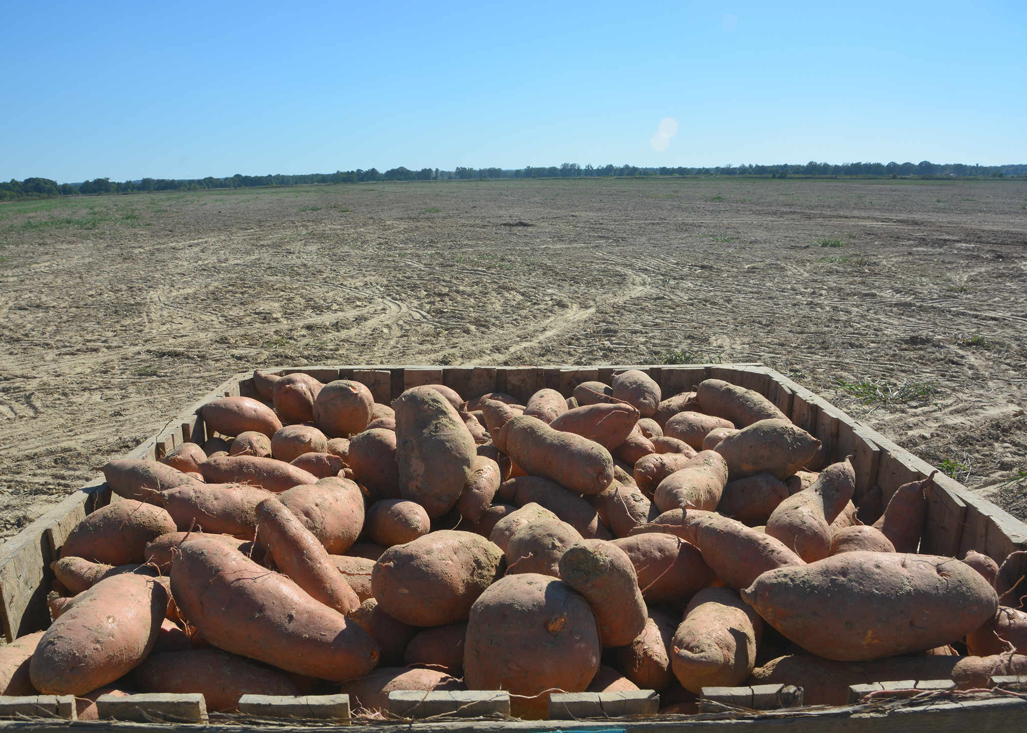Freshly dug Vardaman, Mississippi, sweet potatoes await transfer from the Calhoun County field to a curing and storage facility on Sept. 20, 2016. (Photo by MSU Extension Service/Linda Breazeale)