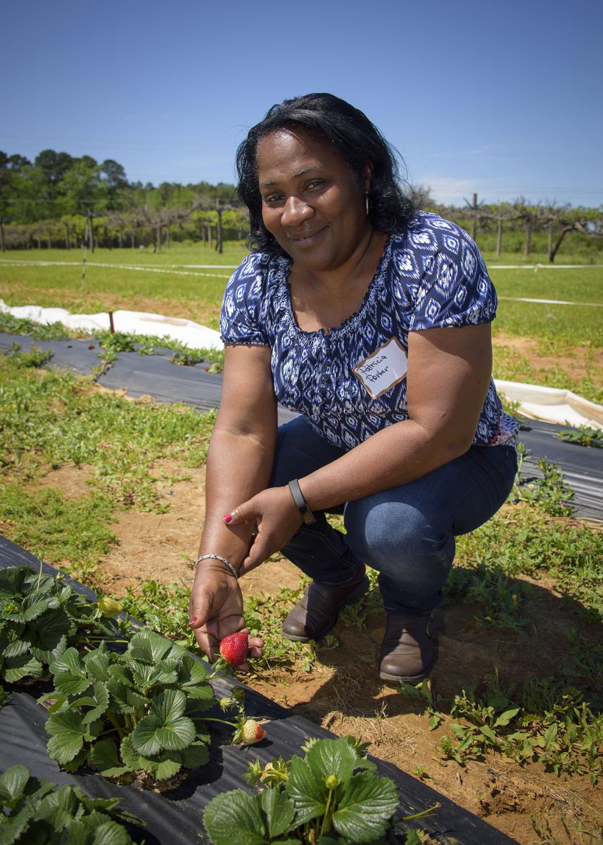 Patricia Porter, a participant in the Mississippi State University Strawberry Field Day, examines strawberries growing at the MSU Truck Crops Branch Experiment Station on April 4, 2017. Porter, a vegetable and poultry grower, said she is considering the addition of strawberries to her farm in Lexington, Mississippi. (Photo by MSU Extension Service/Kevin Hudson)