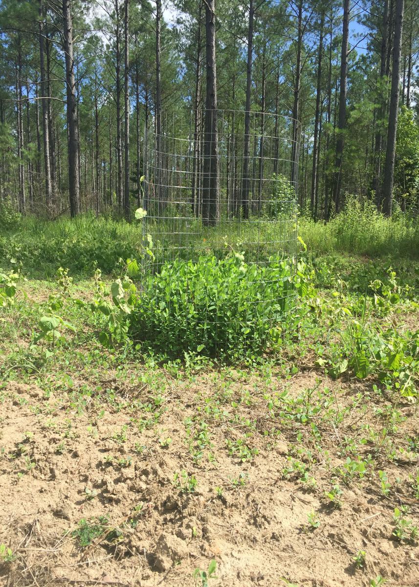 A 3-foot-diameter cage made from 48-inch-tall, 2x4-mesh welded wire makes a good exclosure to exclude animals from forages growing in a food plot. The size difference reveals how well plants are growing without wildlife grazing. (Photo by MSU Extension Service/Jacob Dykes)