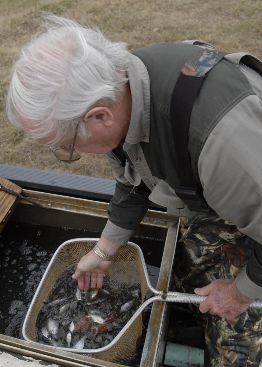 Adding a few new fish to refresh genetics in a lake can be a good idea, but only restock with the same strains already in the pond. This net includes hybrid bass that will join other hybrids in a pre-existing pond in Oktibbeha County, Mississippi. (File photo by MSU Extension Service/Linda Breazeale)