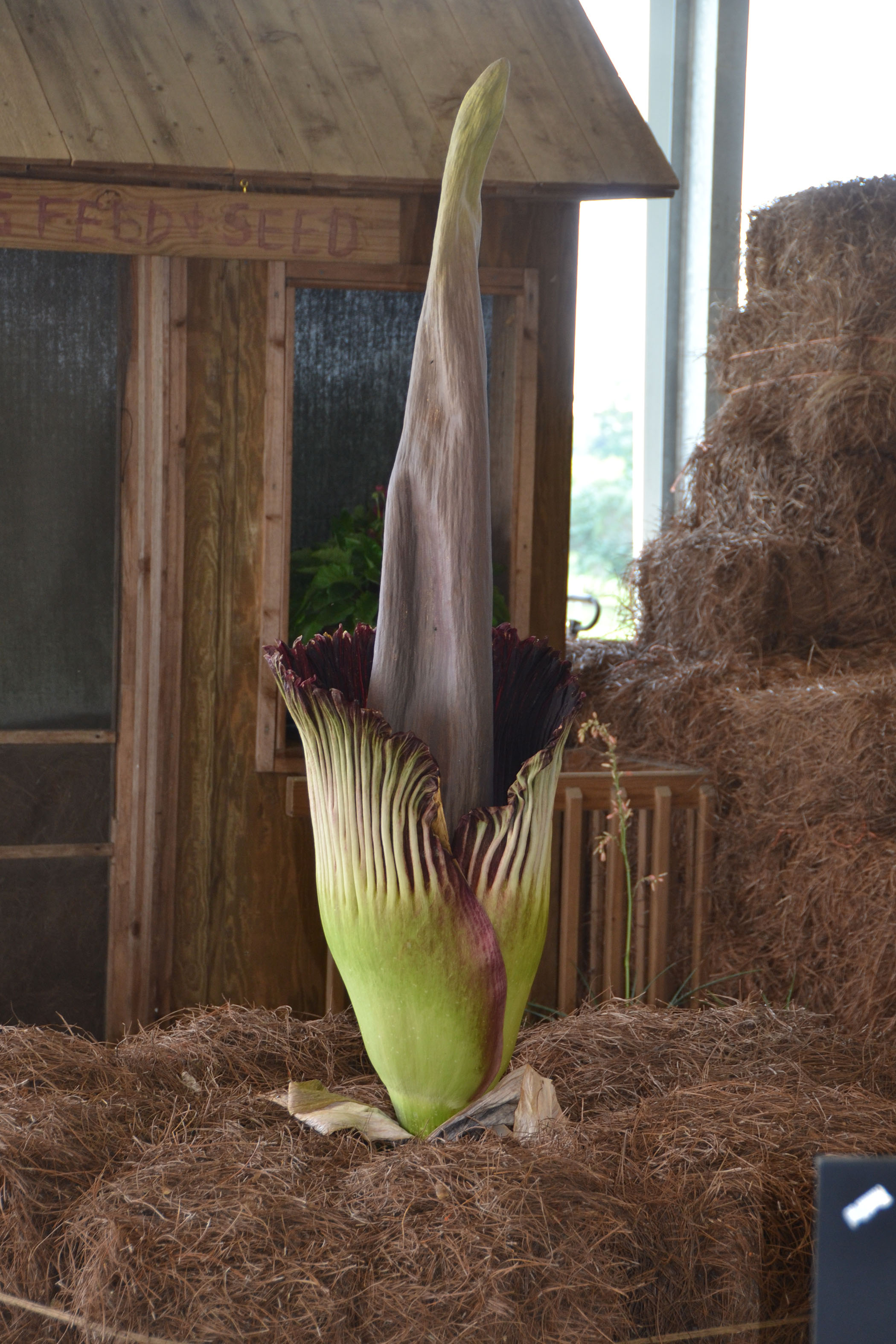 The titan arum’s spathe opens for one day every seven to 10 years. The leafy, petal-like structure, which contains both male and female flowers, emits a strong odor similar to decaying meat to attract the plant’s native pollinators. (Photo by MSU Extension Service/Susan Collins-Smith)