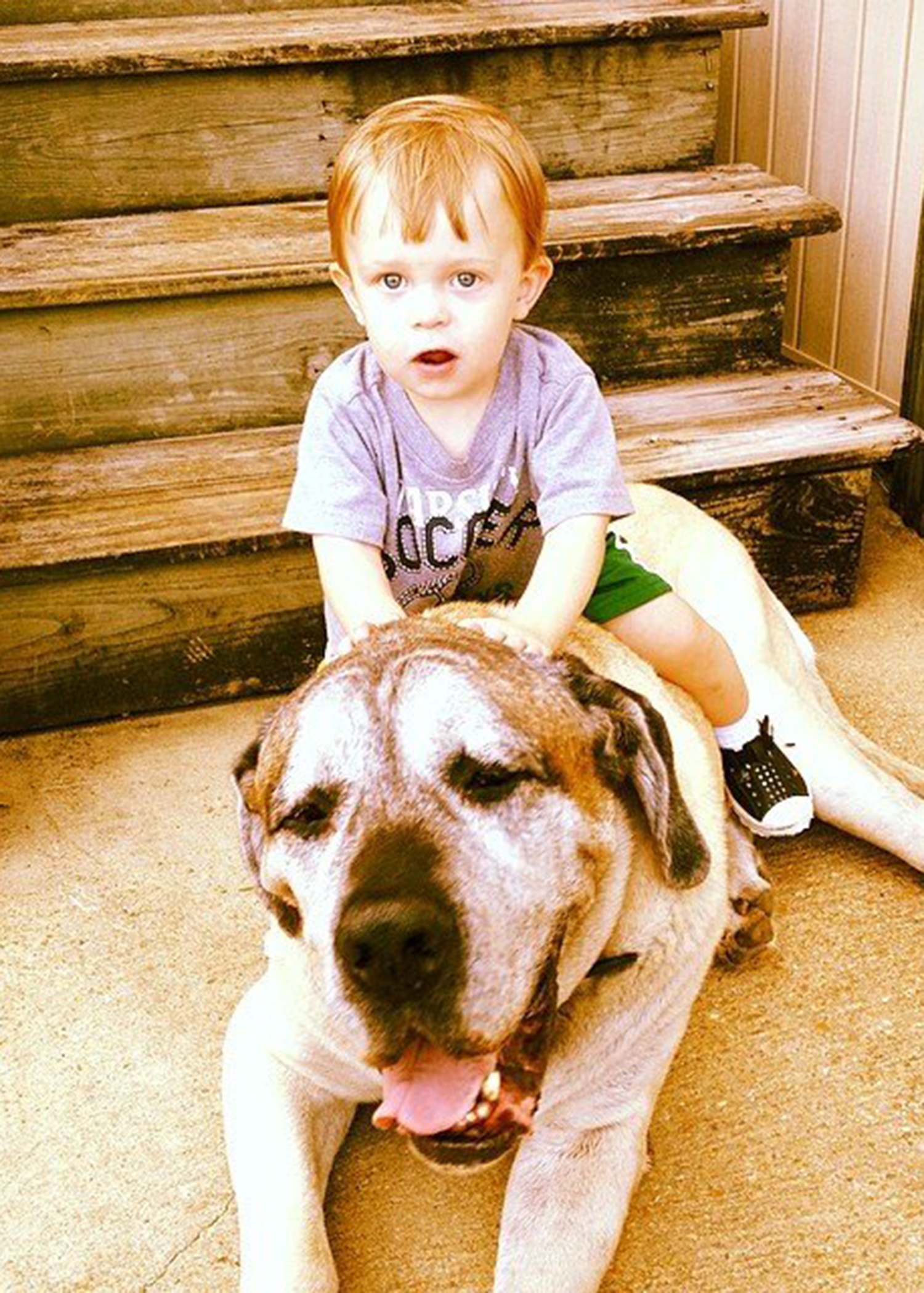 When Ray and Vanessa Beeson’s dog Thor died in 2016, the family decided to have him necropsied to forward the science being done at the Mississippi State University College of Veterinary Medicine. Thor is seen here with then 2-year-old Avett Beeson. (Submitted Photo/Vanessa Beeson)