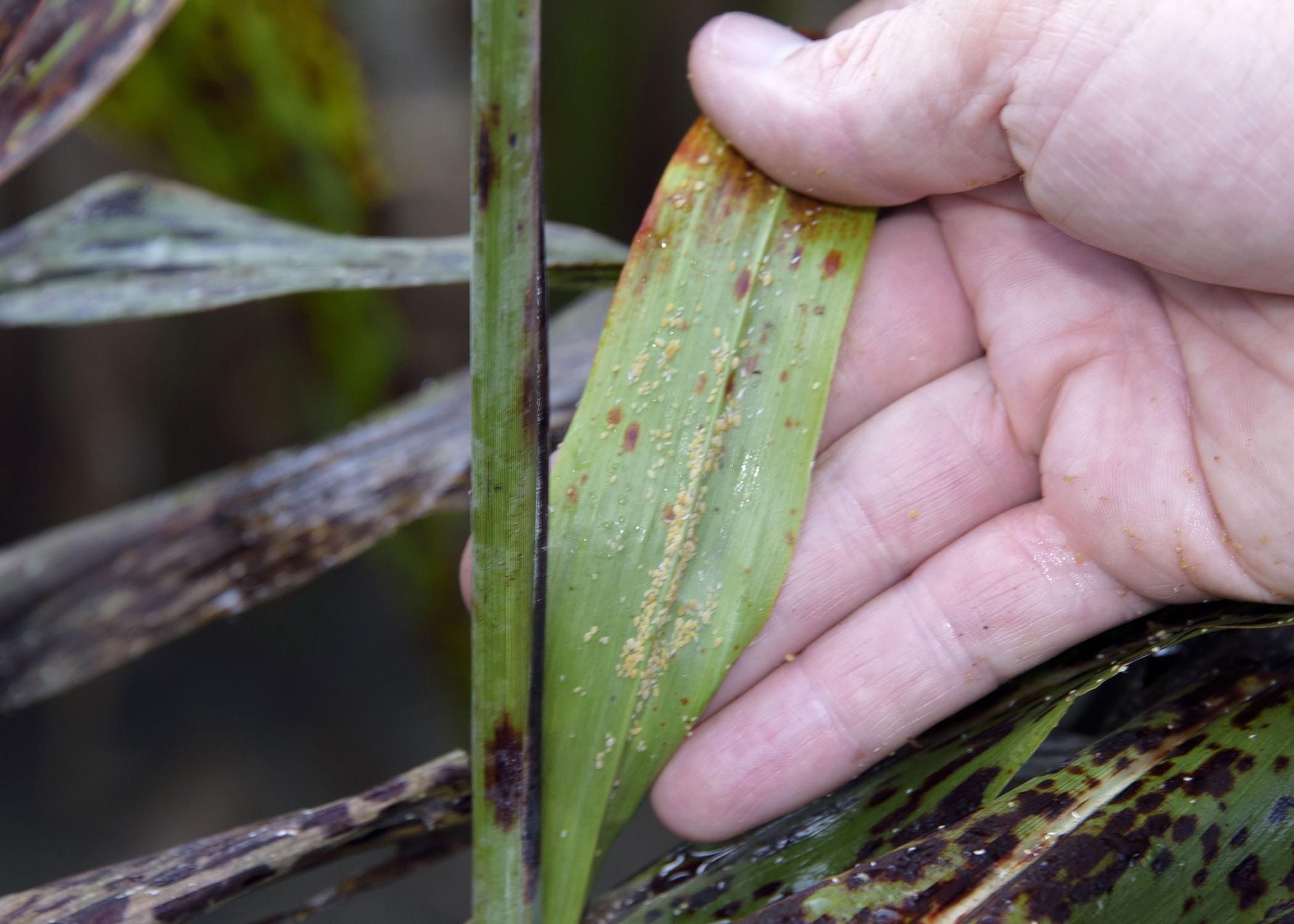 Sugarcane aphids can be seen as dozens of yellowish dots on the surface of this grain sorghum leaf on Sept. 15, 2016, on a Mississippi State University research field in Starkville. Aphids secrete a sticky substance known as honeydew after drawing nutrients from host plants. (Photo by MSU Extension Service/Kevin Hudson)