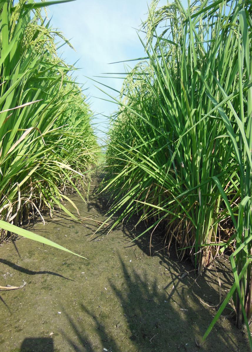 Alternate wetting and drying is a research-proven rice management technique that cuts water use by up to one-third while maintaining yields. This rice was growing in a dry paddy in Stoneville, Mississippi, on Aug. 1, 2015. (Photo by MSU Extension Service/Lee Atwill)