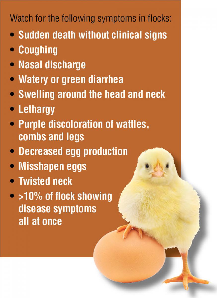 A graphic showing Avian Flu symptoms