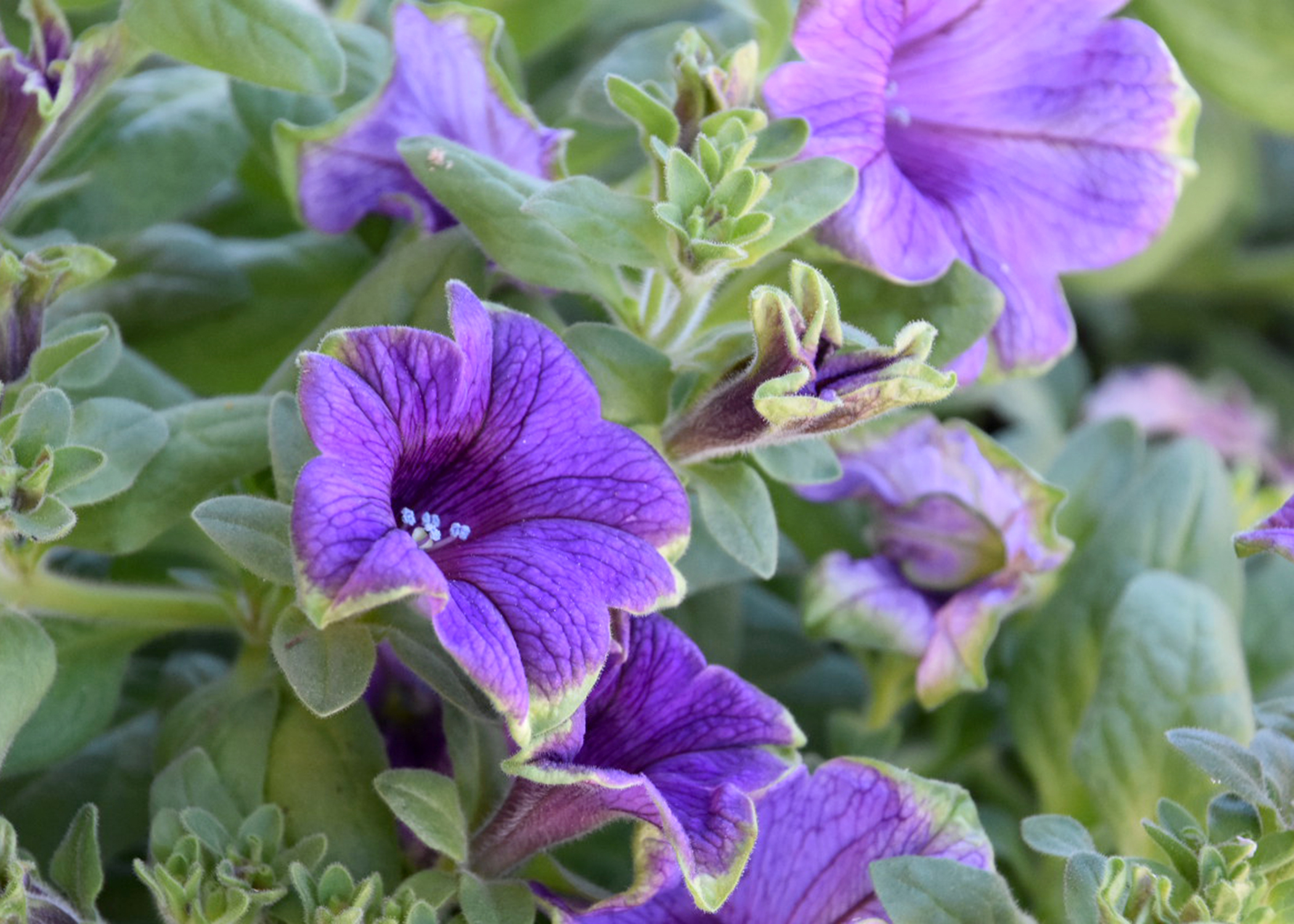 The Picasso Supertunias have variegated foliage and two-tone flowers. This Picasso in Blue is a new addition to the Supertunia line. (Photo by MSU Extension/Gary Bachman)