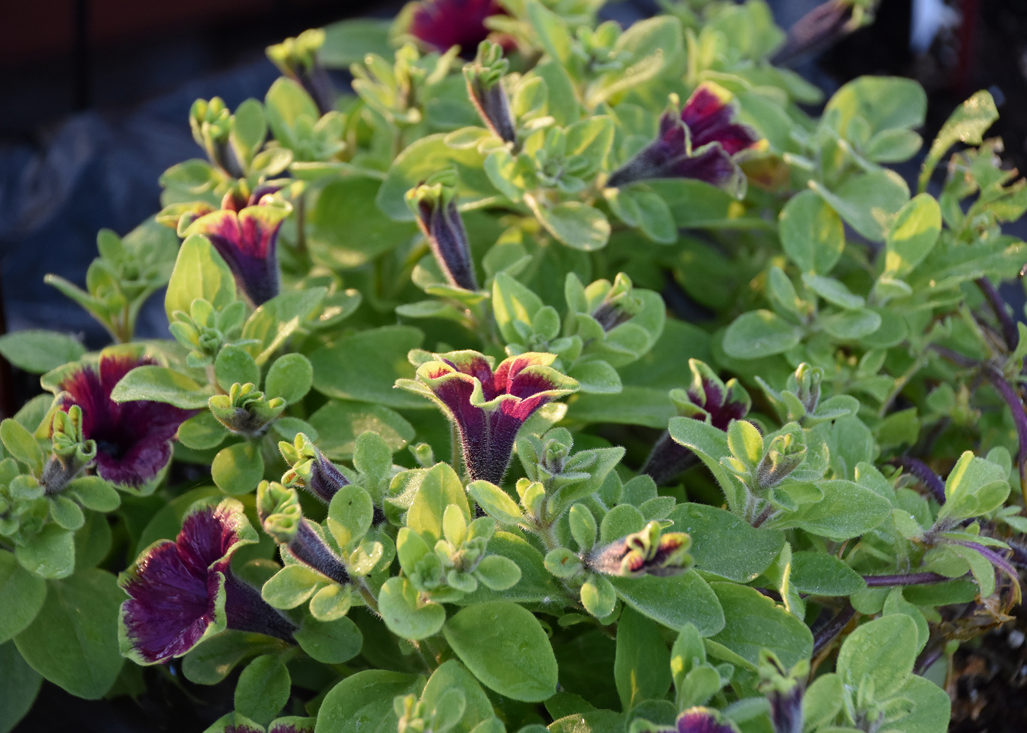 Supertunia flower edges are lime green and tend to blend into the foliage, allowing the artistically painted flowers to stand out. This Picasso in Burgundy will be available this year. (Photo by MSU Extension/Gary Bachman)