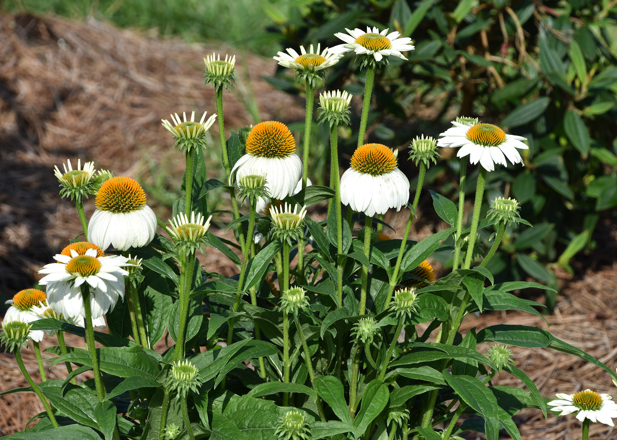 White Swan derives from an Echinacea Bravado seedling that produced white flowers. It is often paired with Bravado as a landscape combination. (Photo by Gary Bachman/MSU Extension Service)