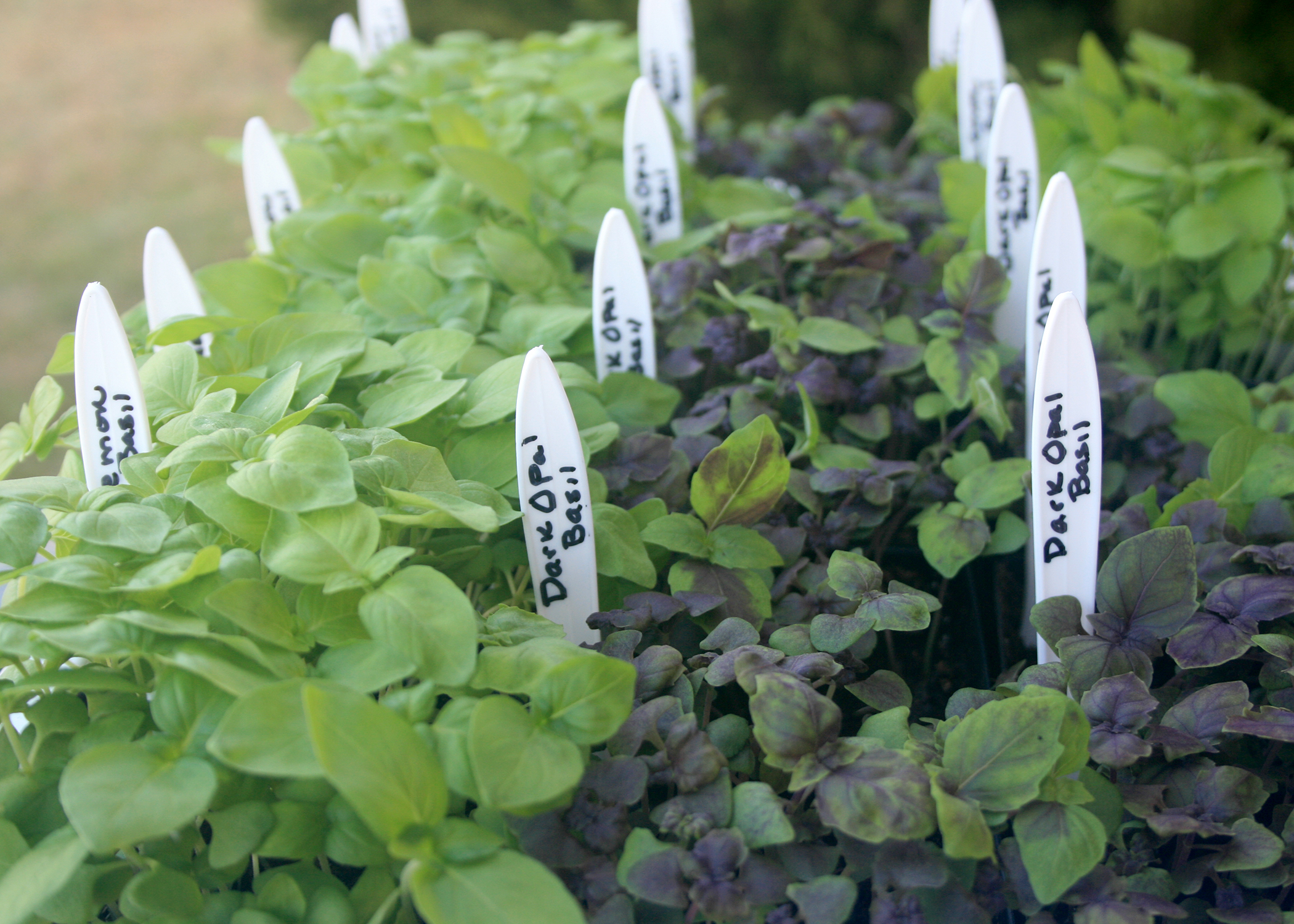 Basil is delicious for summer meals and easy to grow. Its variety of shapes and sizes makes the plant an excellent addition to the perennial garden, shrub border or container garden. (Photo by Gary Bachman/MSU Extension Service)