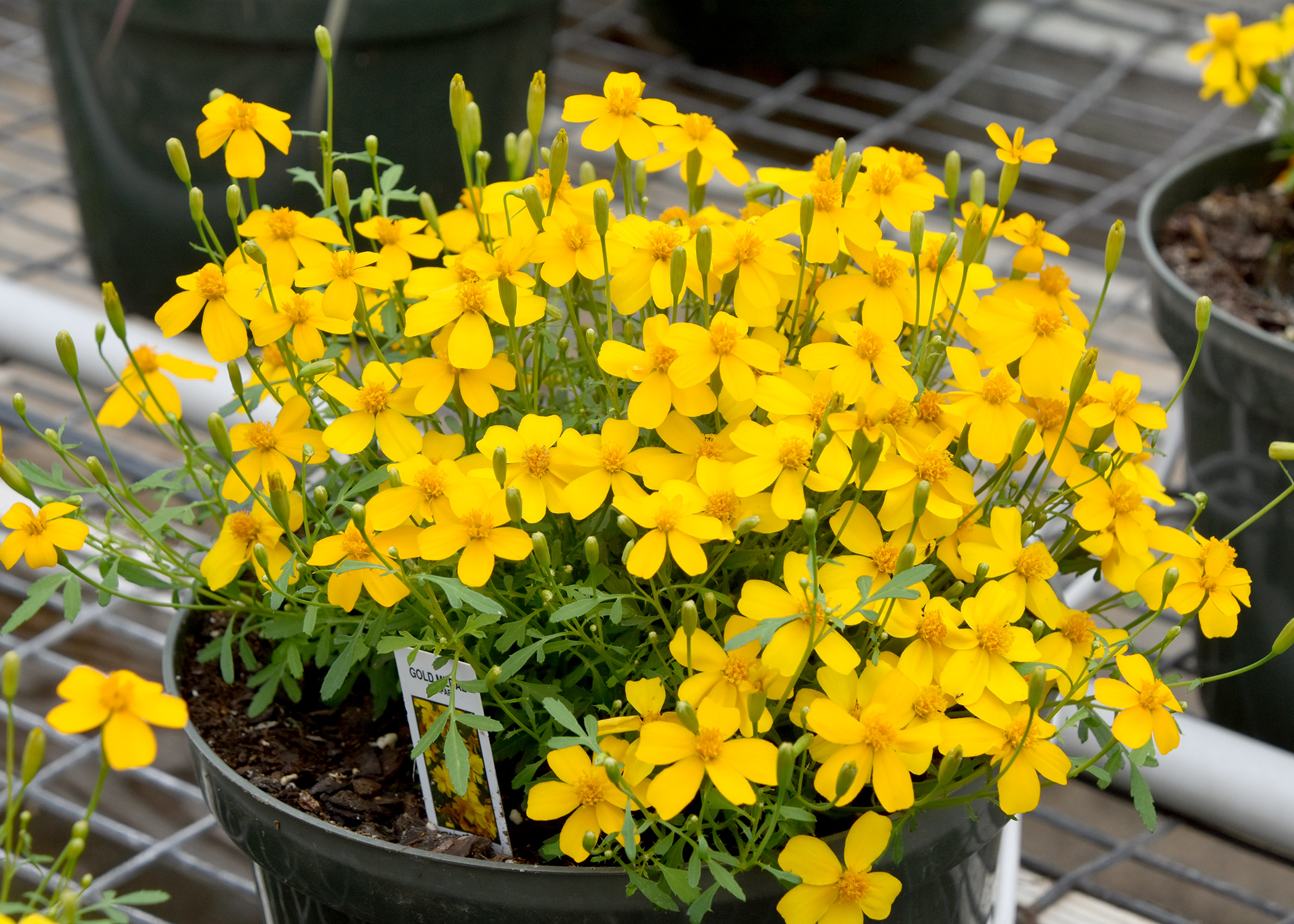 The Mexican mint marigold, also called Mexican tarragon, is part of the widely diverse family of marigolds. (Photo by MSU Extension/Gary Bachman)