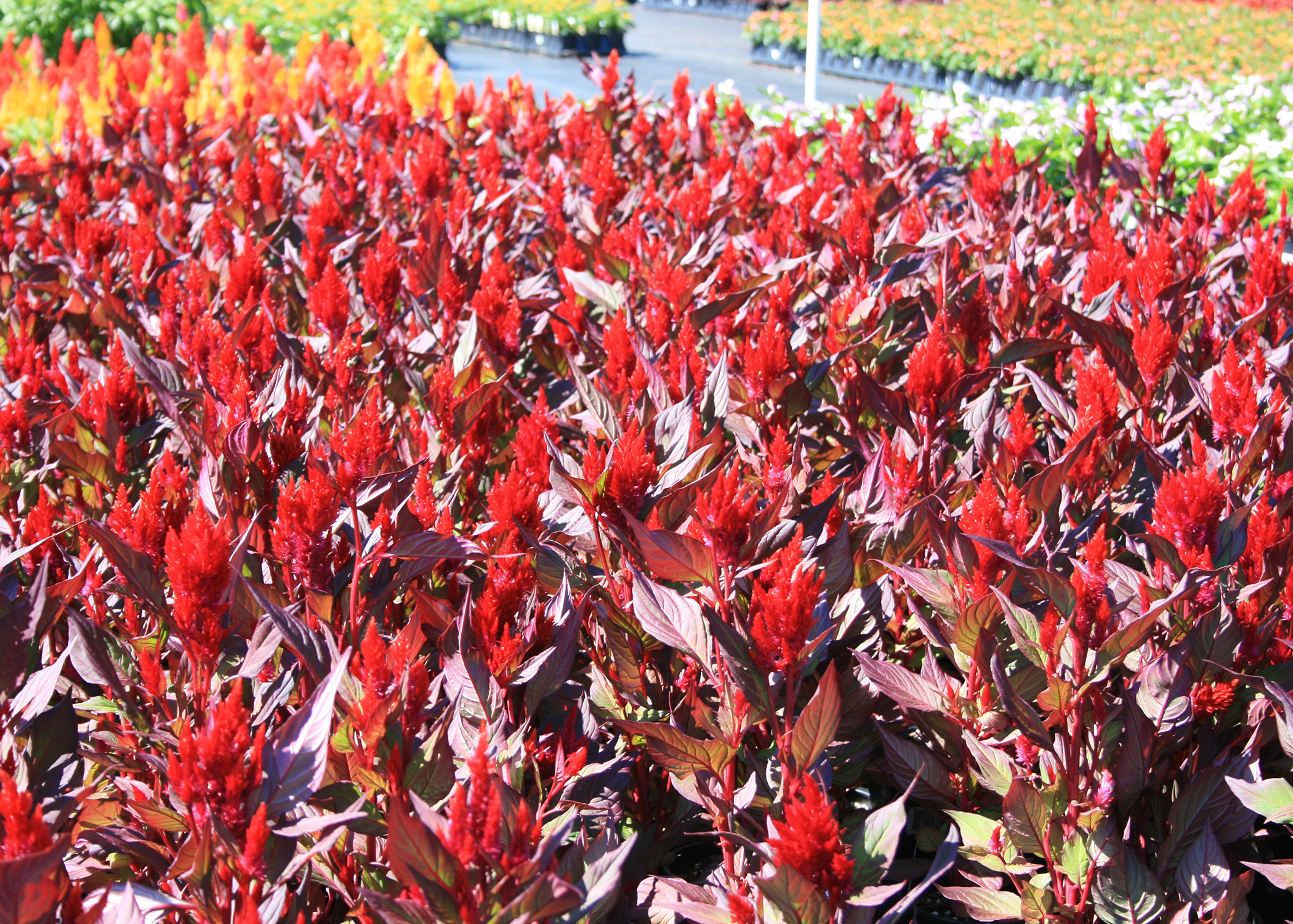 New Look celosia defies the intense heat and humidity of Mississippi summers to produce dark foliage and large plumes of intense colors. (Photo by MSU Extension/Gary Bachman)