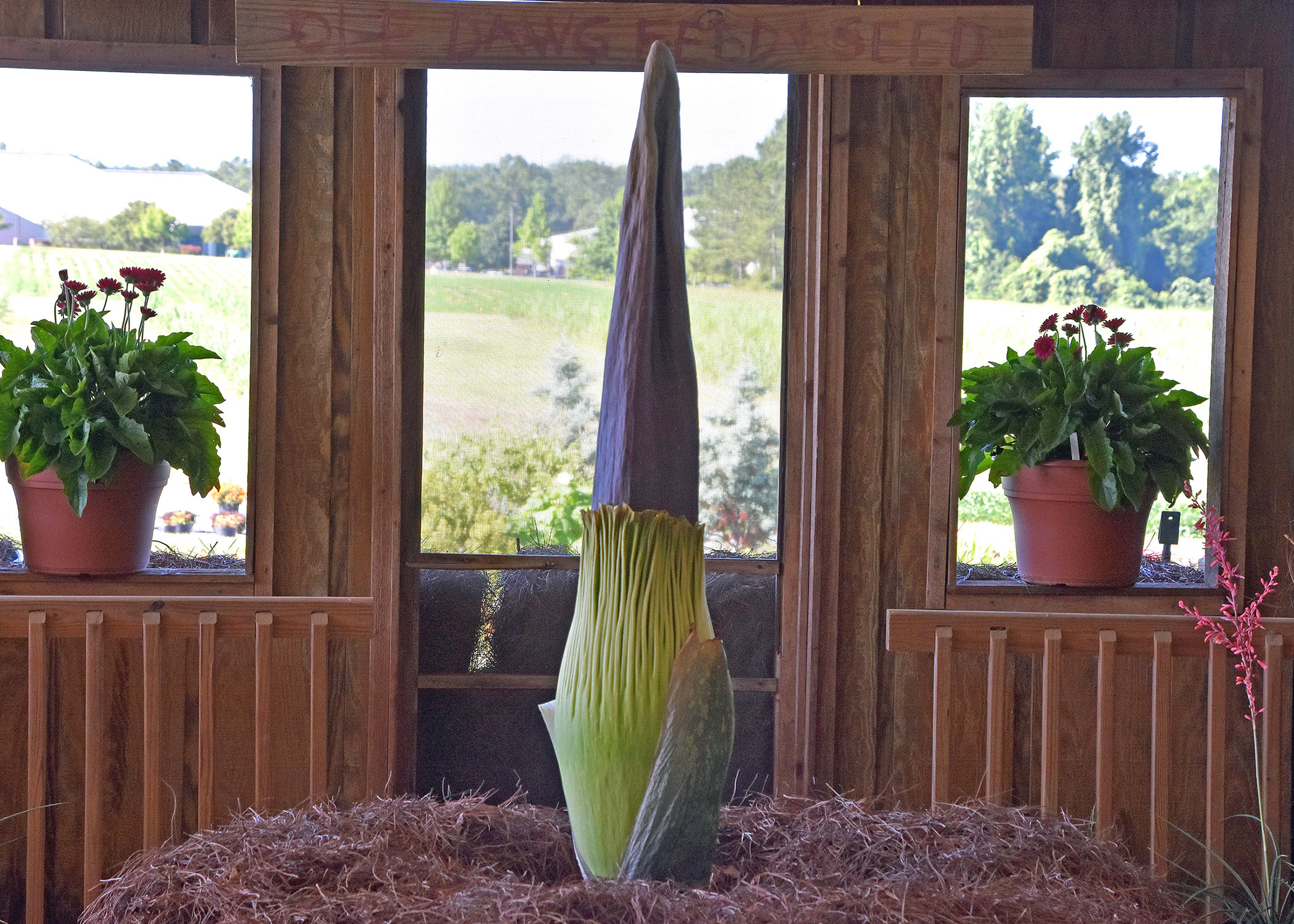 Spike is a 9-year-old, 63-inch-tall rare titan arum about to bloom.