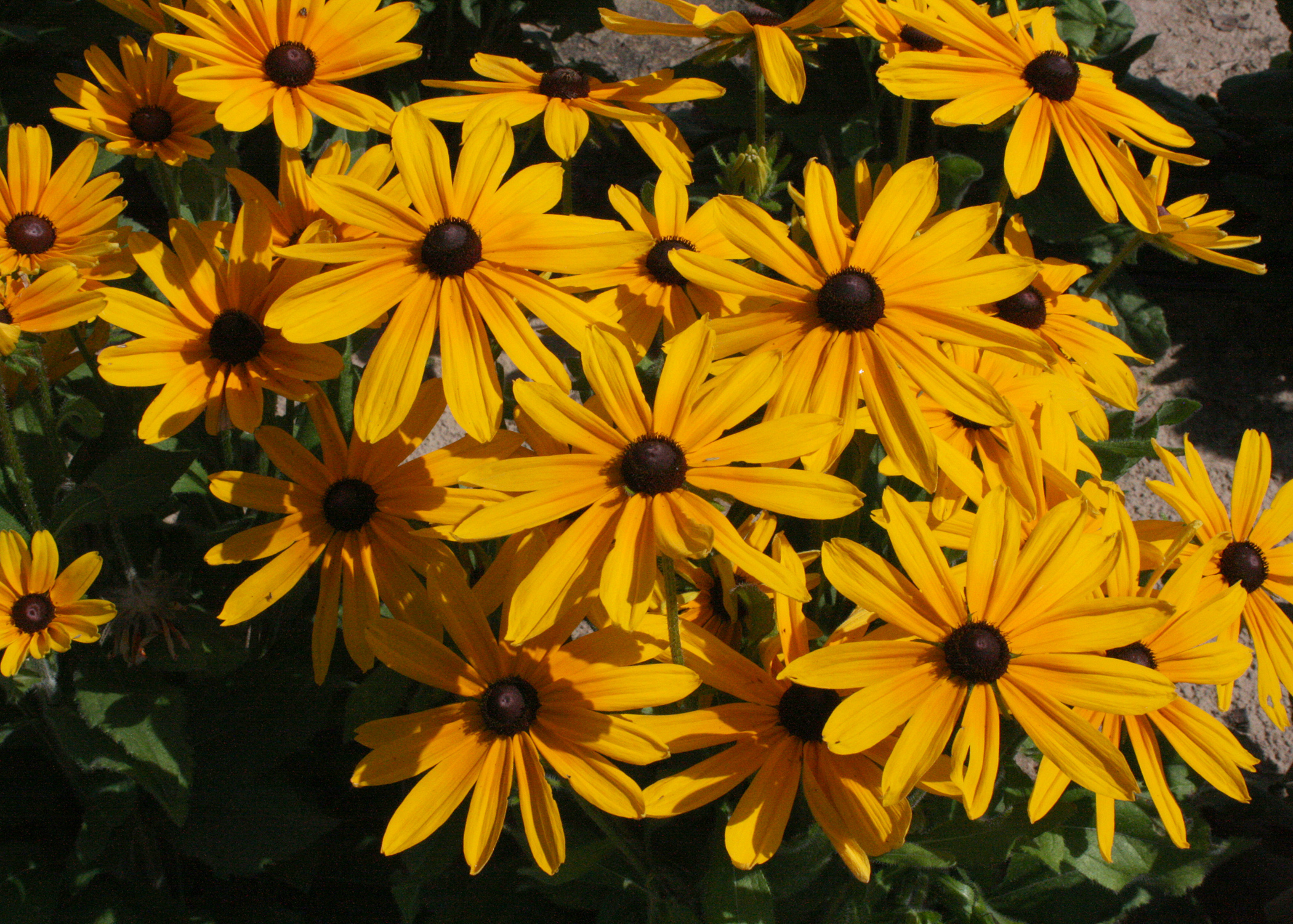 Rudbeckia Indian Summer is a real showoff in the landscape. The upright stems display flowers up to a whopping 9 inches across. (Photo by MSU Extension/Gary Bachman)