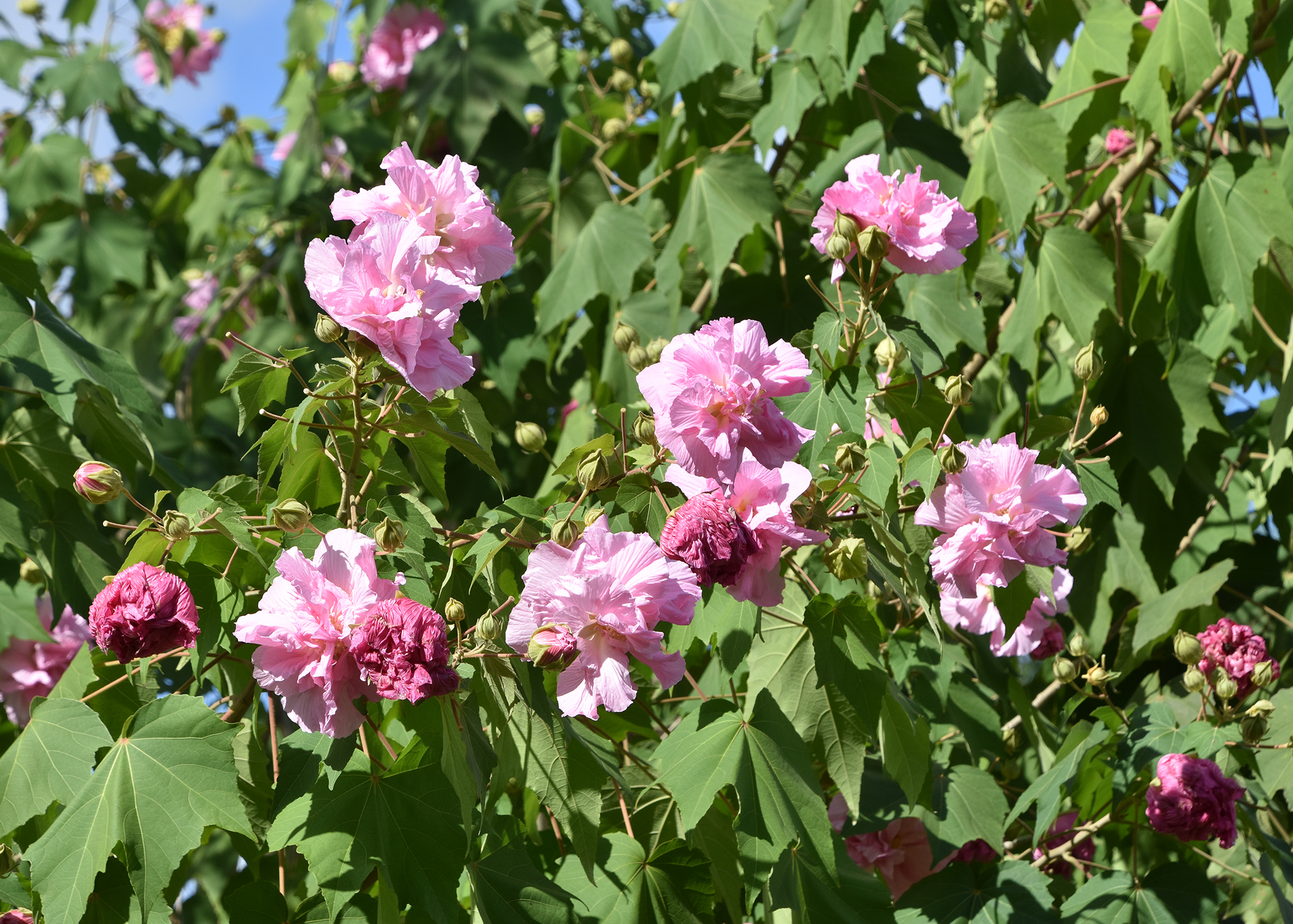 Confederate Rose produces hundreds of blooms per plant in its prime blooming season of late summer and fall. As the older flowers fade, new ones open. (Photo by MSU Extension/Gary Bachman)