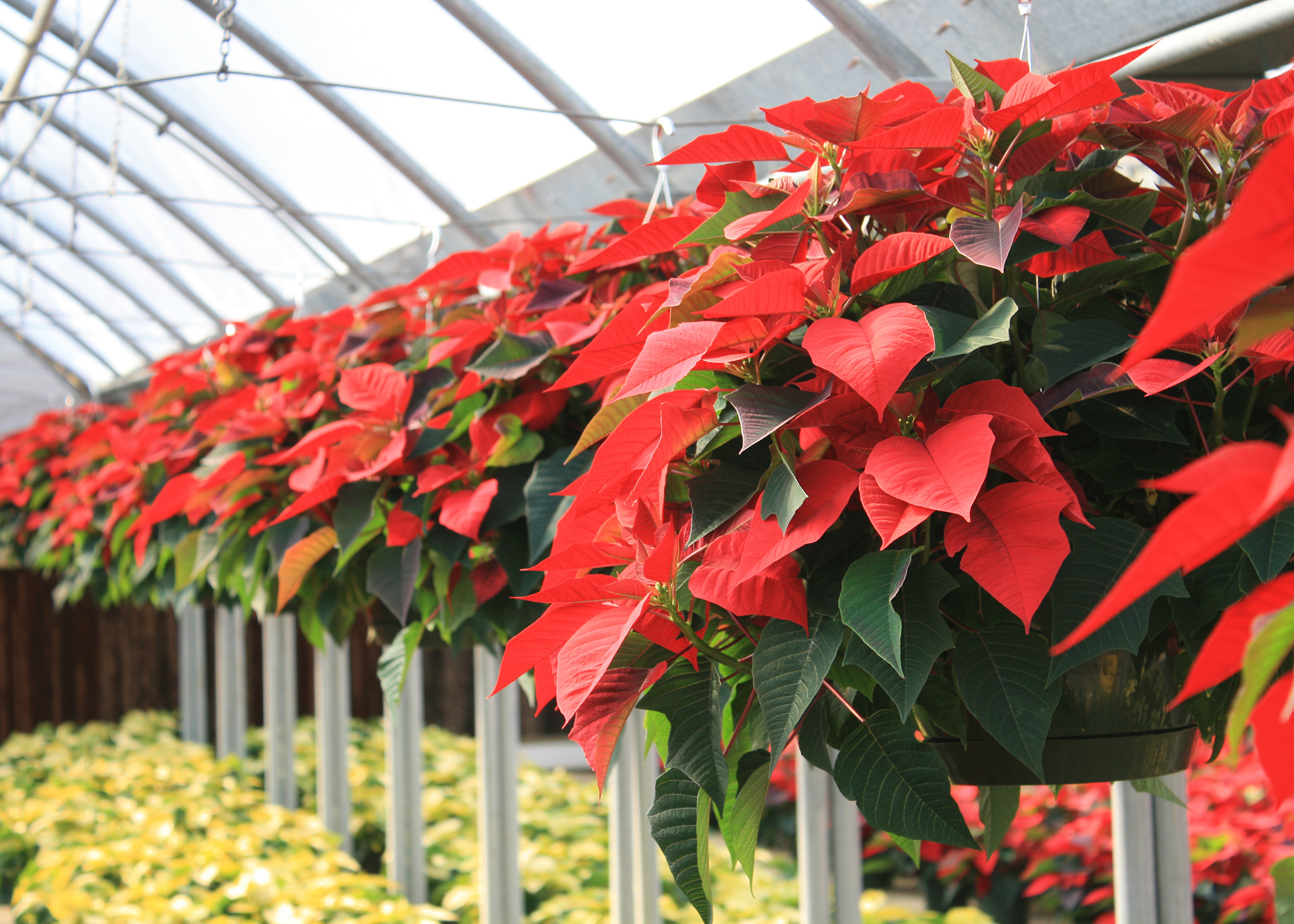 The appearance of poinsettias means we are in the full swing of the Christmas season. (Photo by MSU Extension/Gary Bachman)
