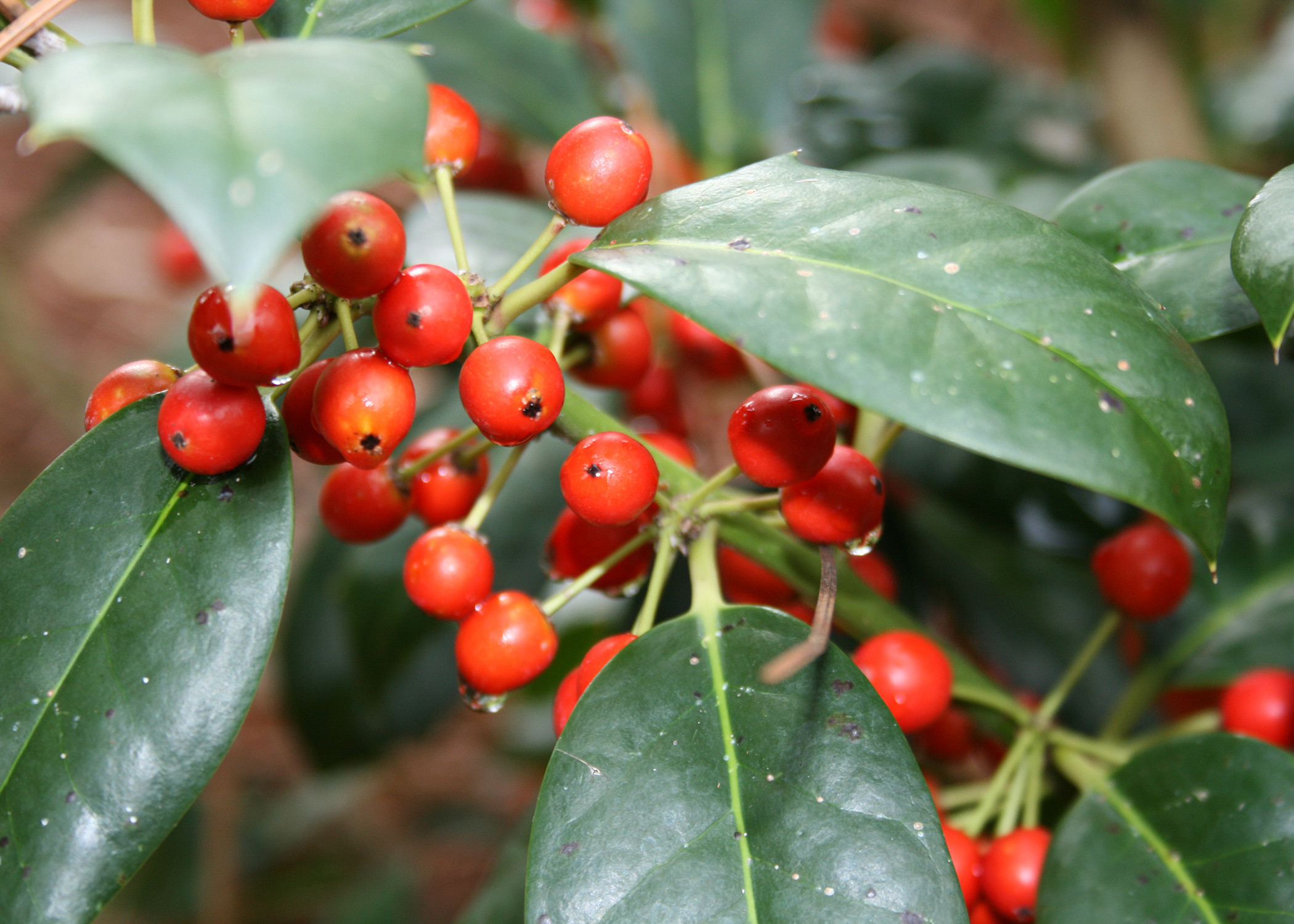 Nellie R. Stevens is a hybrid holly with dark, glossy green leaves year-round and thousands of red berries in the winter. (Photo by MSU Extension/Gary Bachman)