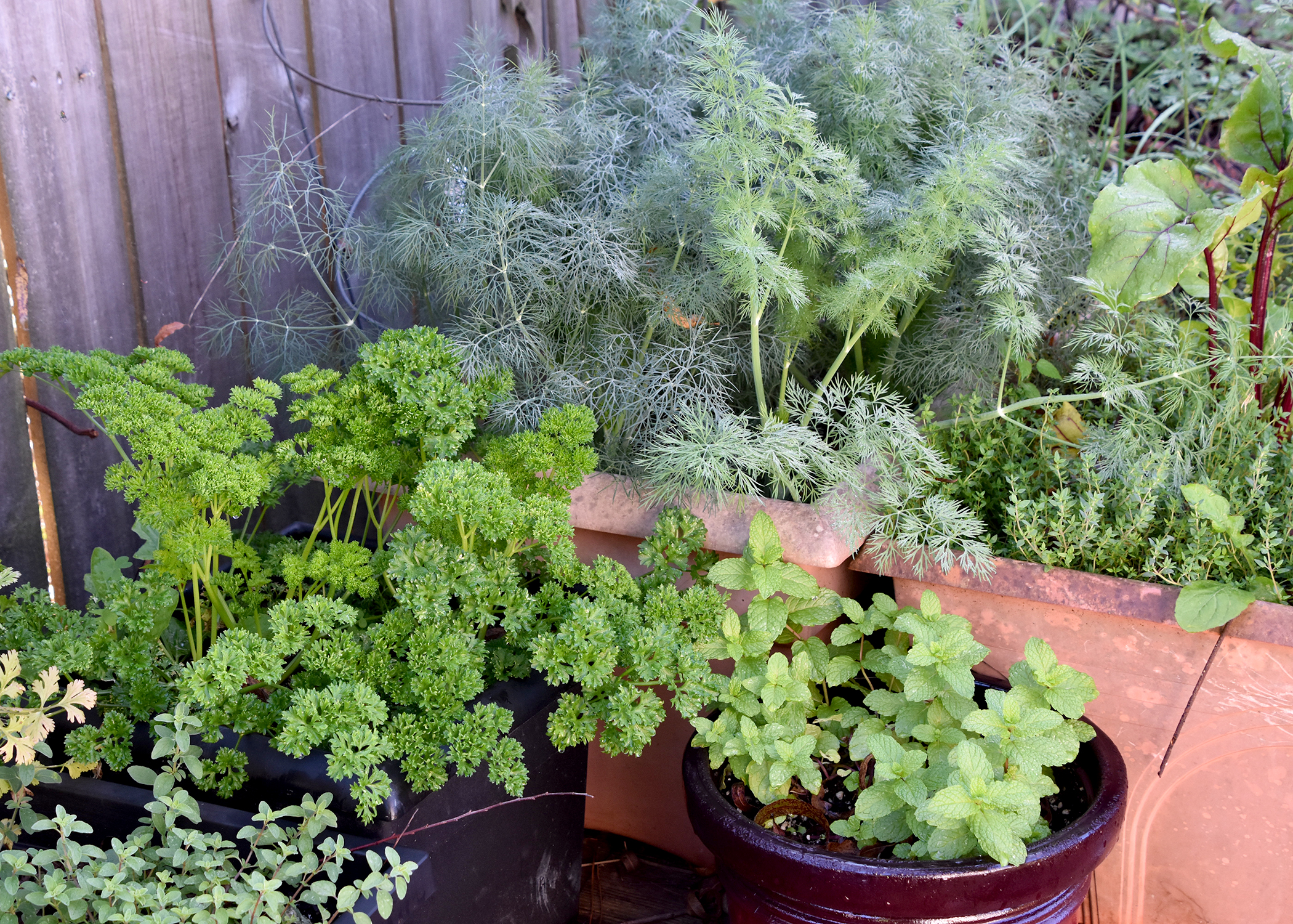 Bring container herb gardens near the house to add beauty to a patio and provide easy access to the kitchen. (Photo by MSU Extension/Gary Bachman)
