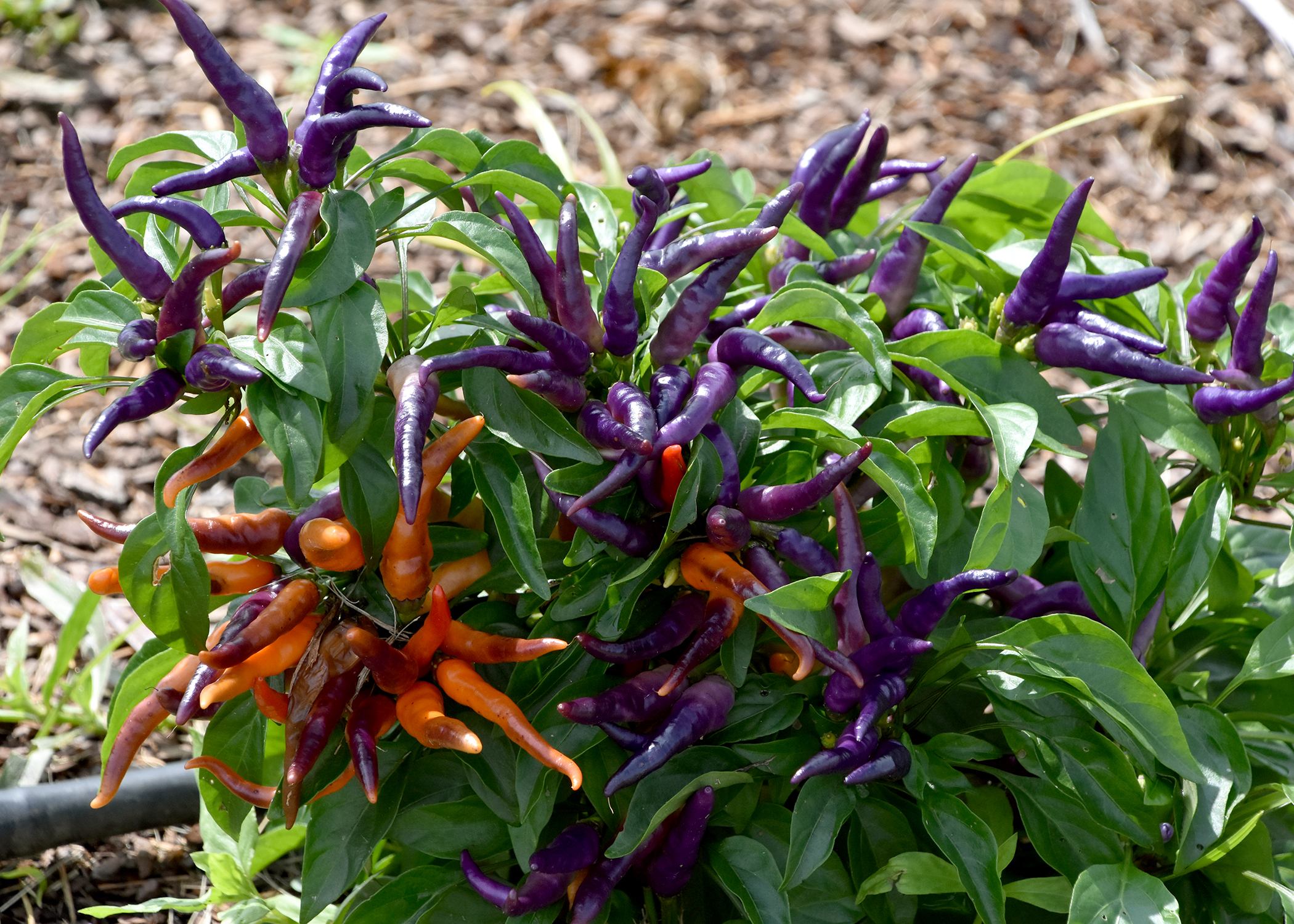 These warm-season NuMex April Fool’s Day ornamental peppers are beautiful as well as edible. (Photo by MSU Extension/Gary Bachman)