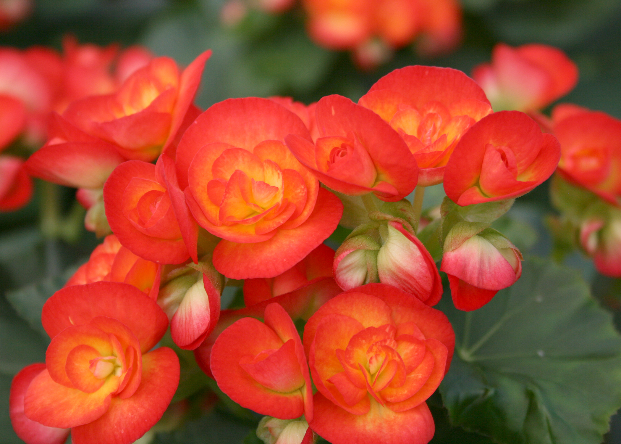 Having plants such as these Carneval begonias indoors during the winter adds beauty and a sense of charm and serenity. (Photo by MSU Extension/Gary Bachman)
