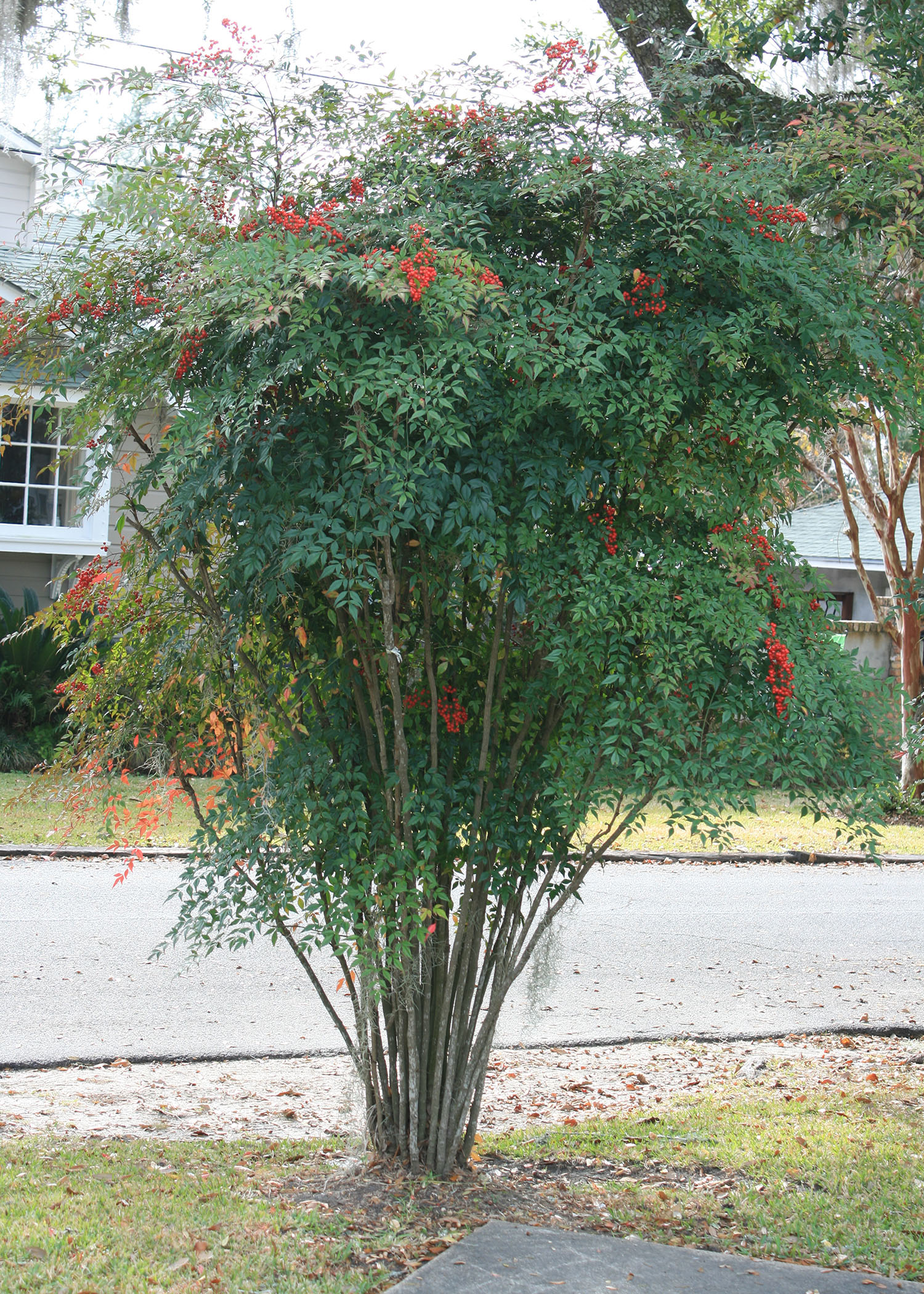 Nandina domestica can grow up to 8 feet tall and makes an excellent specimen plant in a landscape. (Photo by MSU Extension/Gary Bachman)
