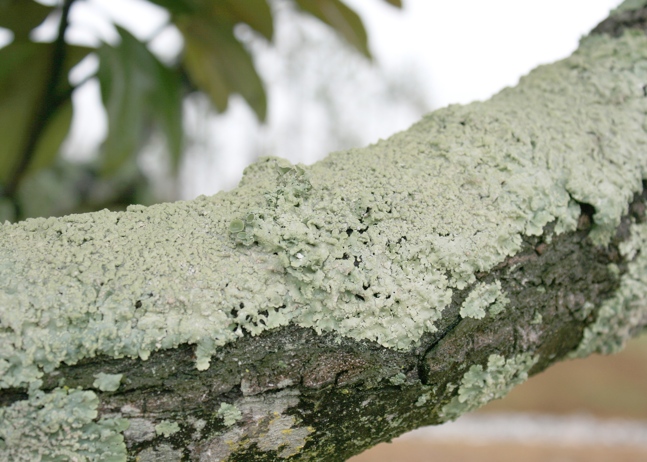 Lichens thrive when environmental stress causes a plant’s canopy to thin out, letting more sunlight into the interior. This is a spreading type of lichen. (Photo by MSU Extension/Gary Bachman)