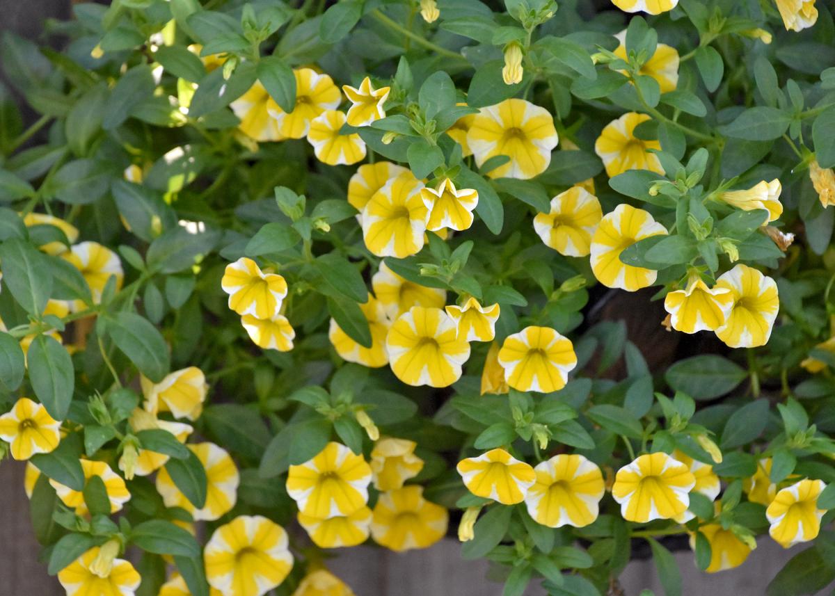Superbells like these Lemon Slice Supertunias are tough plants with good summer heat tolerance. (Photo by MSU Extension/Gary Bachman)